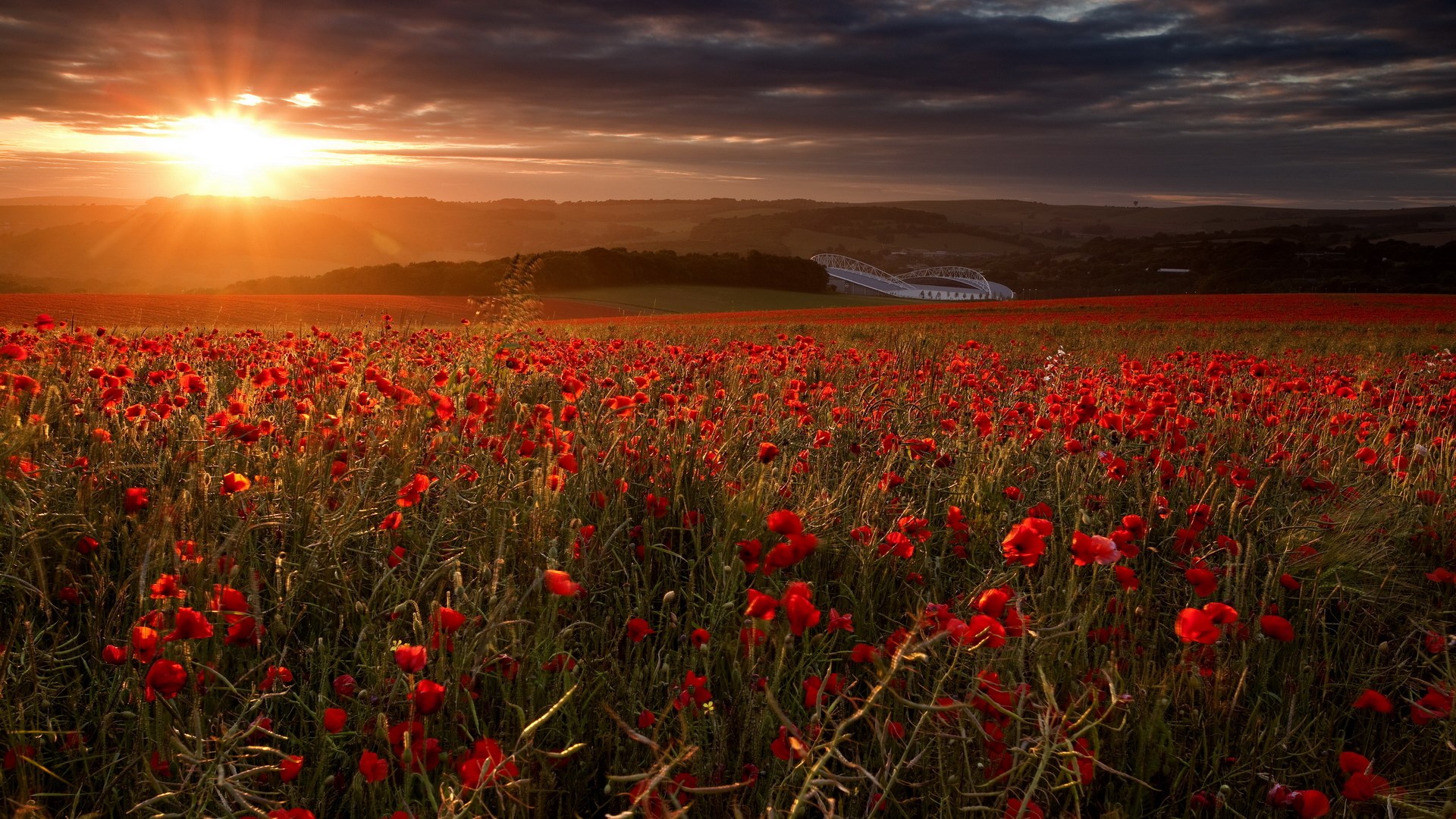 Field of poppies at sunset with stadium in background HD Wallpaper