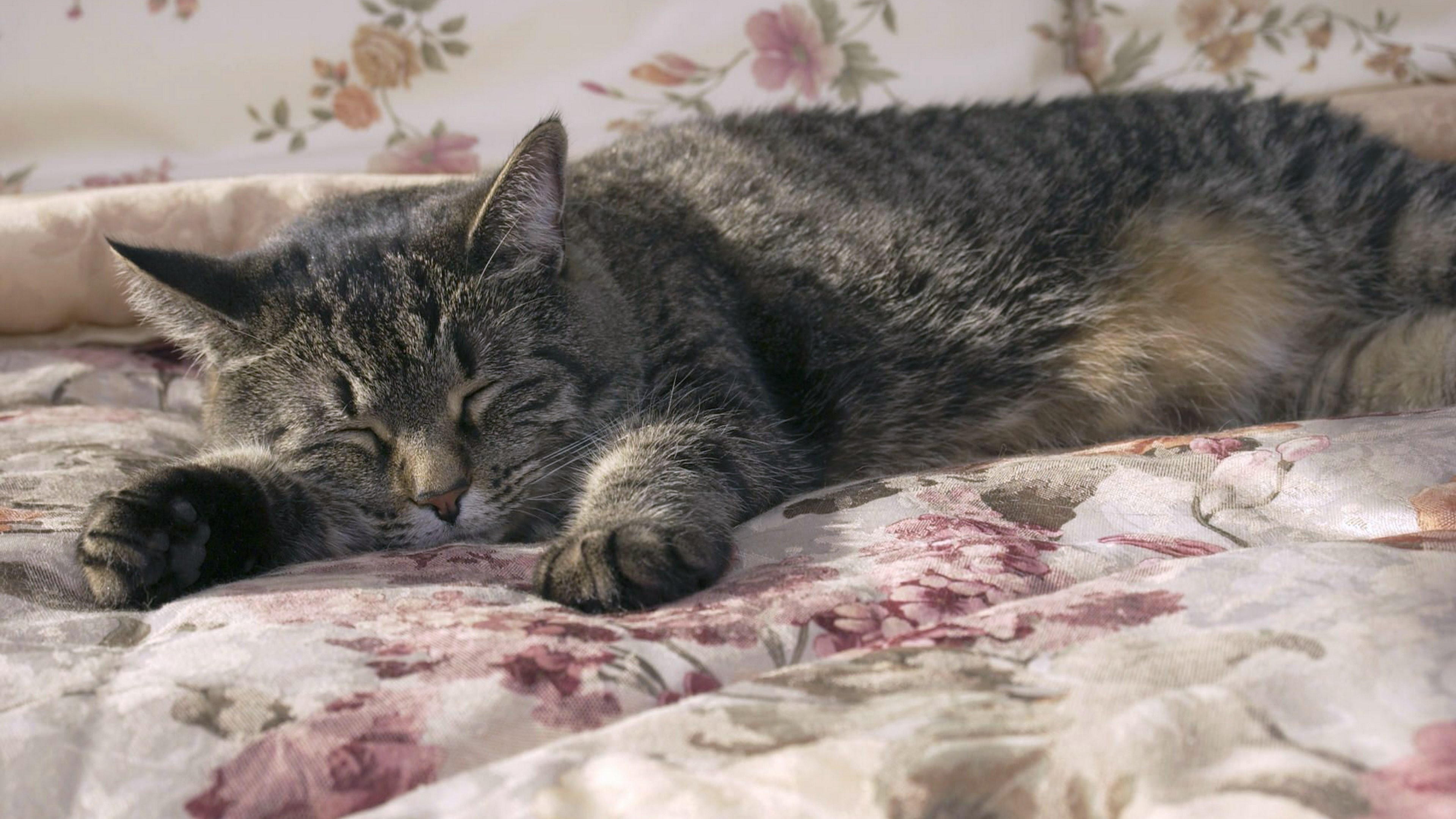 Tabby cat sleeping on a floral blanket HD Wallpaper