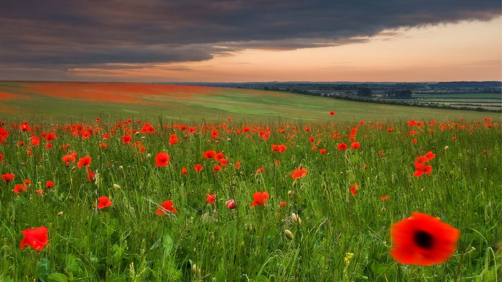 Field of red poppies at sunset HD Wallpaper