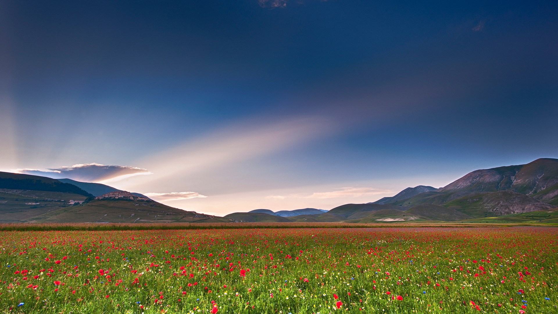 Field of red poppies and green grass with mountains and blue sky HD Wallpaper