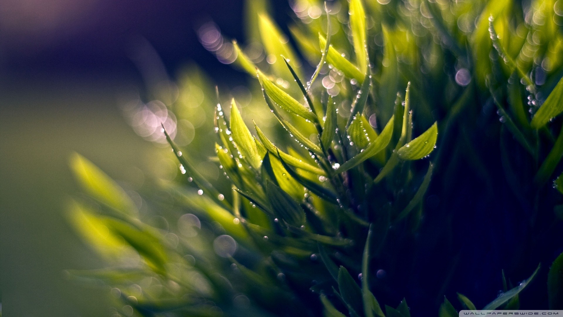 Close-up of green grass with dew drops and bokeh HD Wallpaper