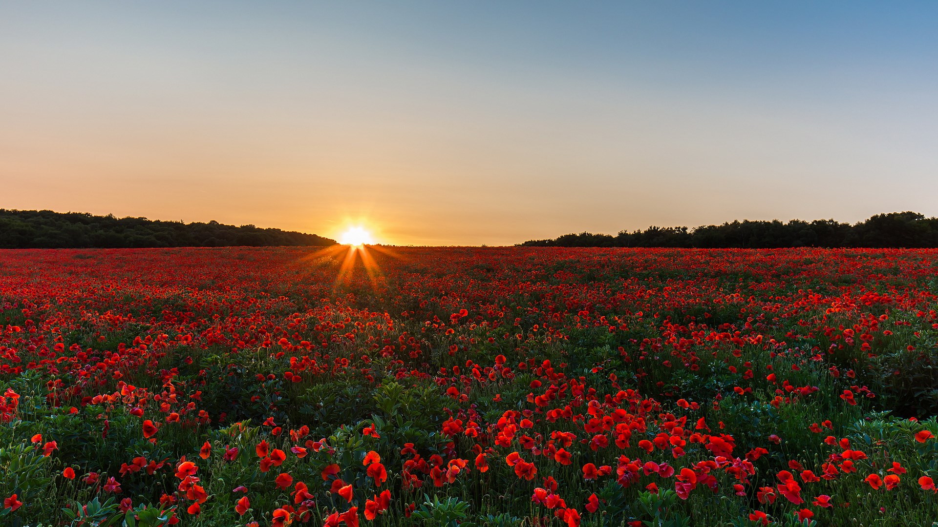 Field of red poppies at sunset HD Wallpaper