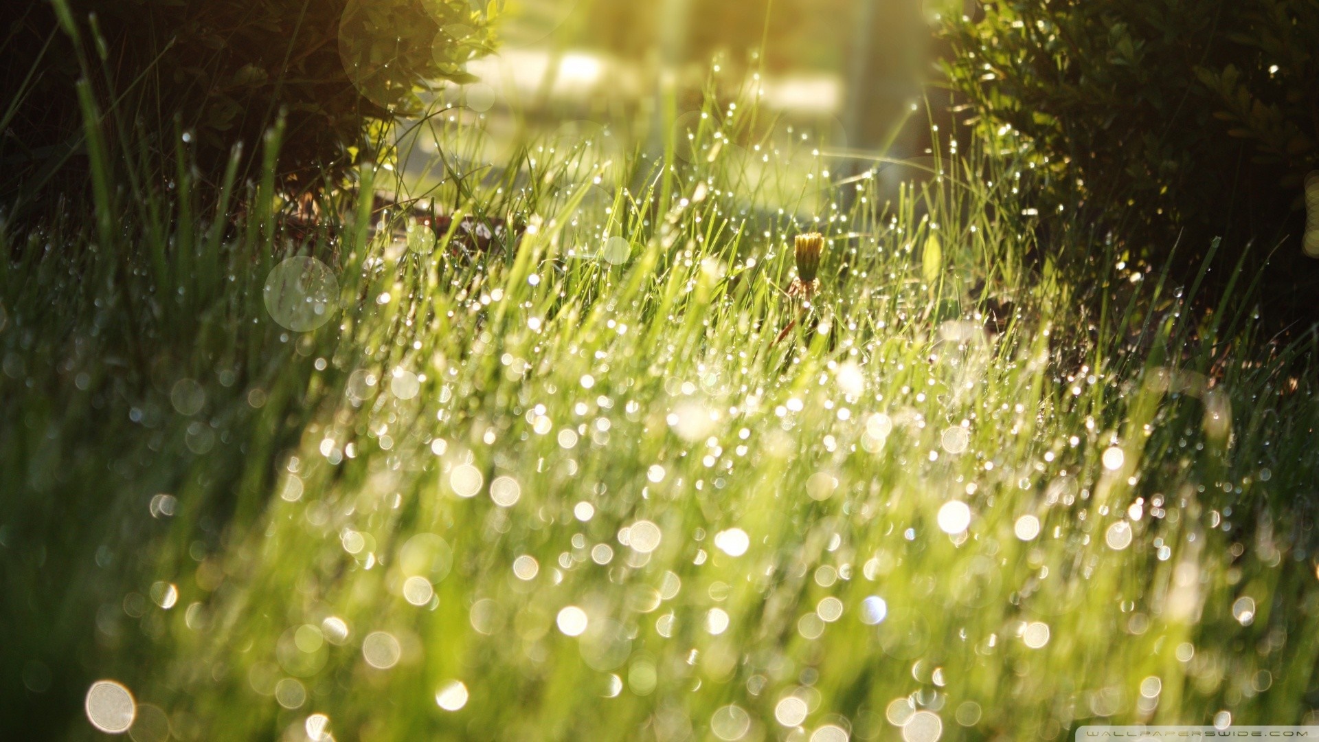 Sunlight on wet grass with bokeh HD Wallpaper