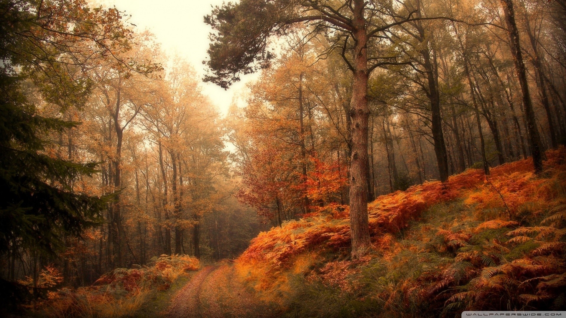 Autumn forest with a path and ferns HD Wallpaper