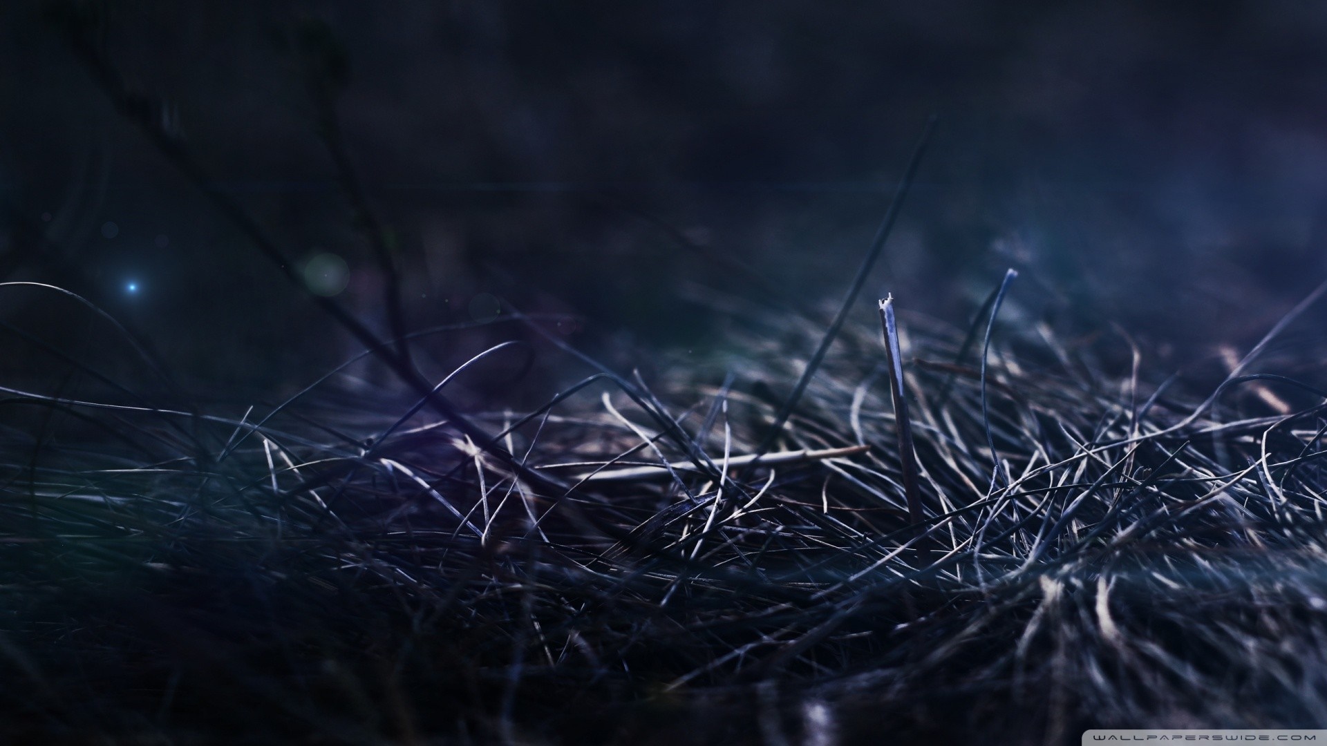 Close up of grass at night with light HD Wallpaper
