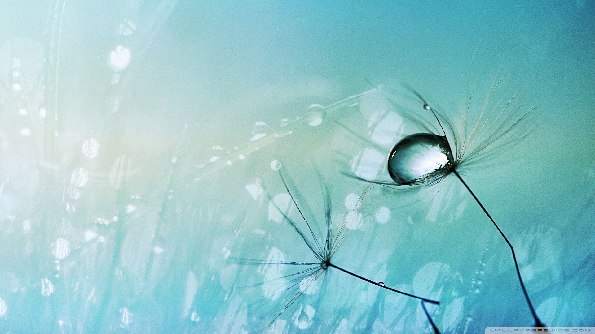 Macro photography of dandelion seeds with water drops HD Wallpaper