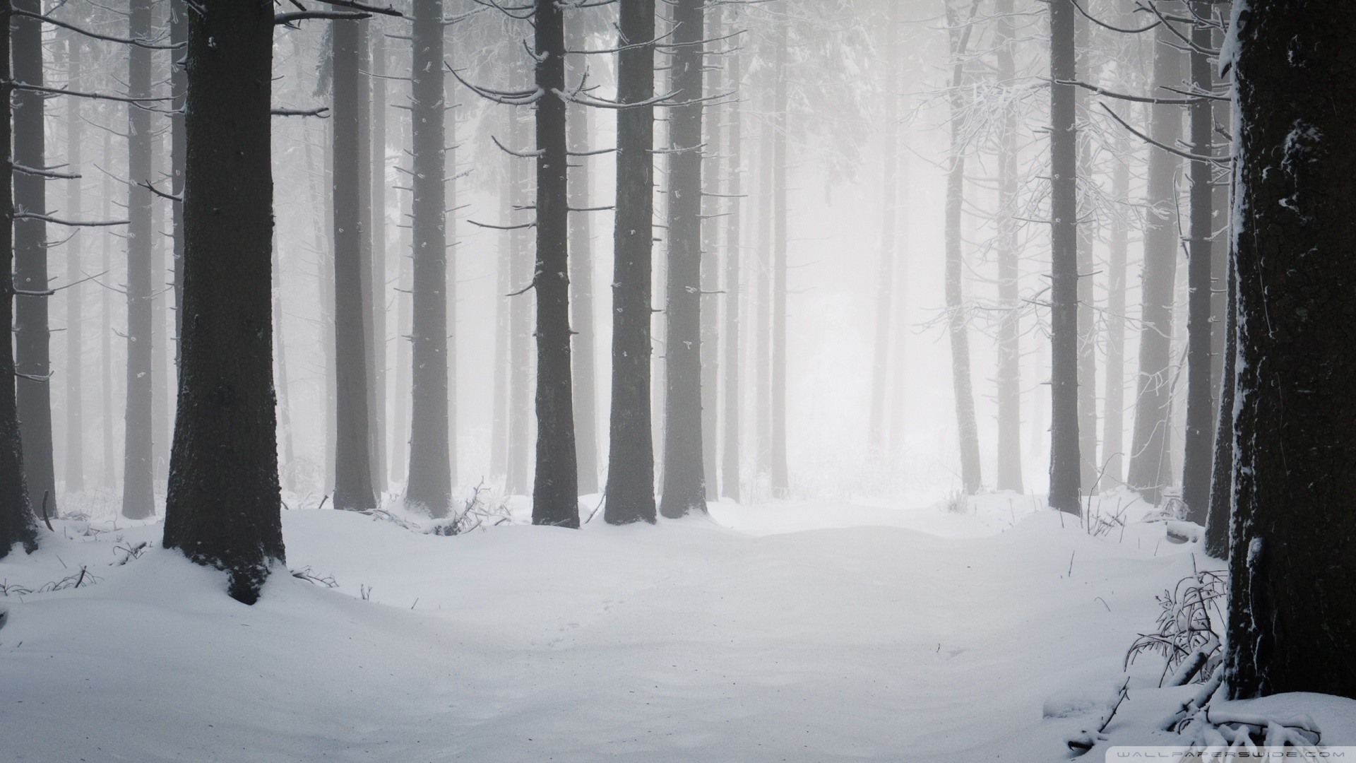 Snowy forest in winter with fog HD Wallpaper