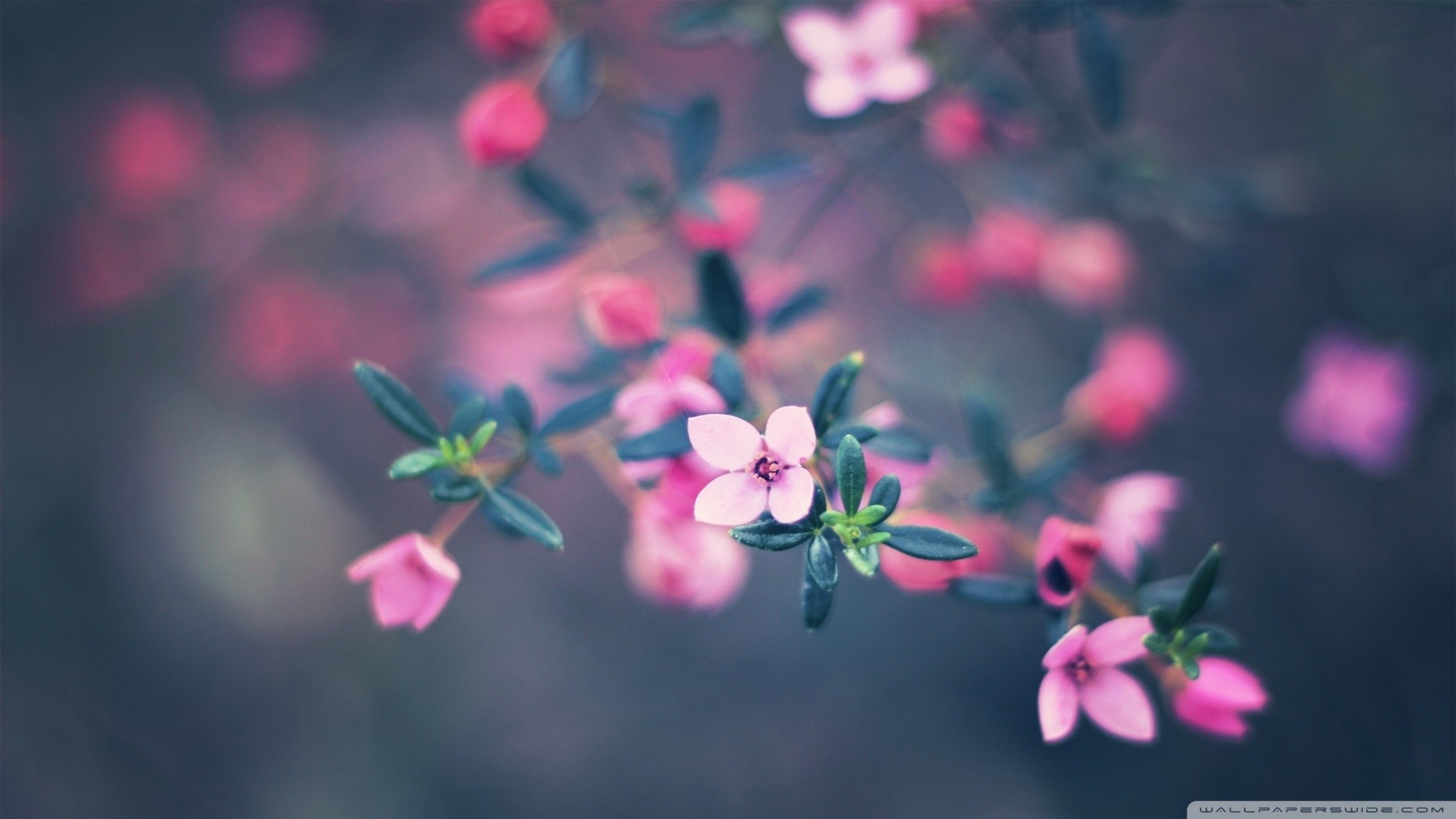 Pink flowers and green leaves on a branch HD Wallpaper