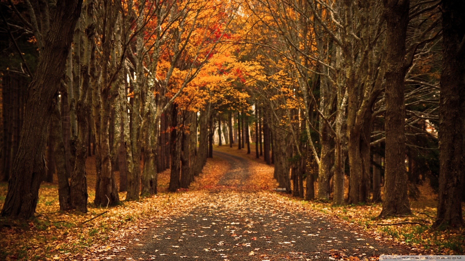A tree-lined road in autumn with fallen leaves HD Wallpaper