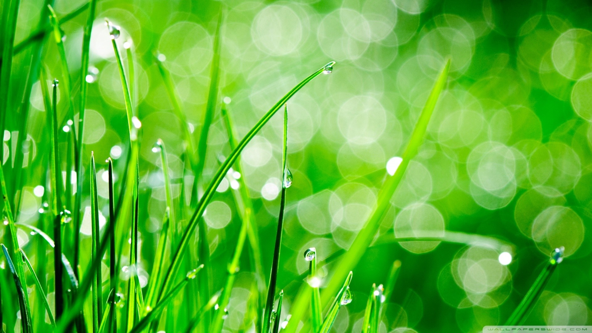Macro shot of grass with dew drops and bokeh background HD Wallpaper