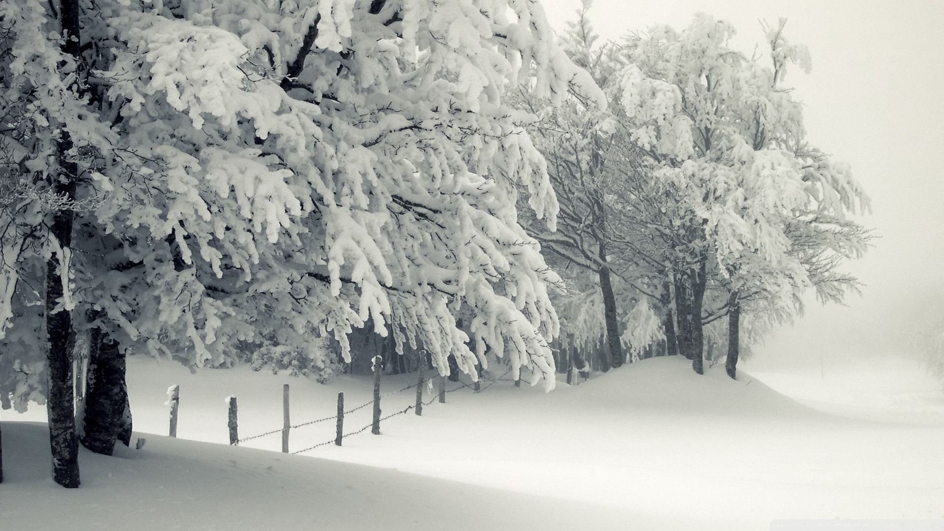 Monochrome winter scene with snow-covered trees and fence HD Wallpaper