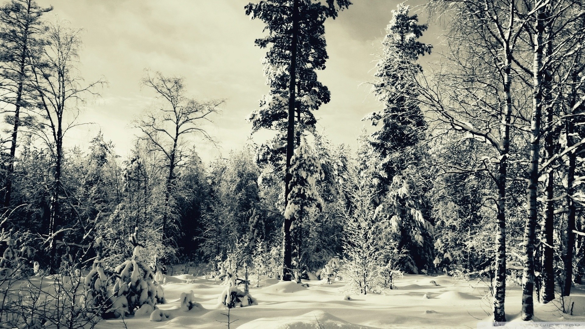 Snow-covered forest in winter HD Wallpaper