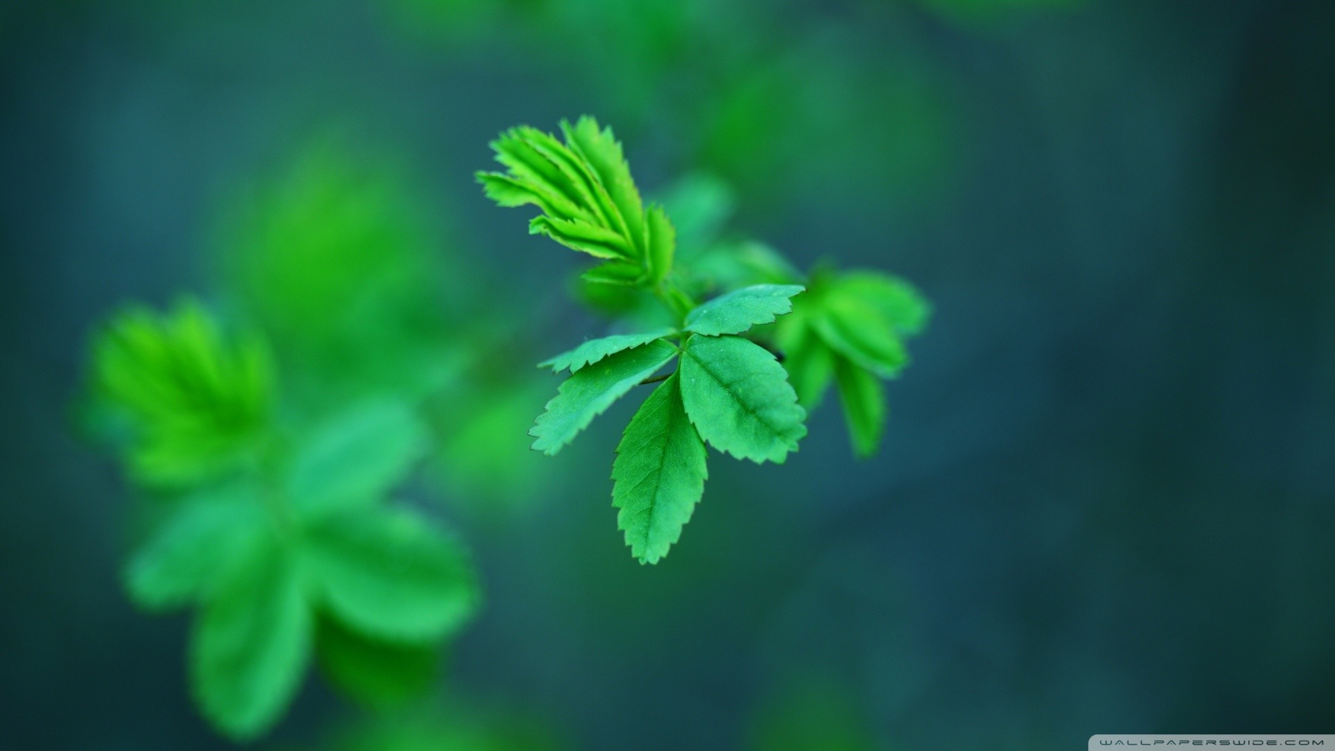 Close-up of green leaves with blurred background HD Wallpaper