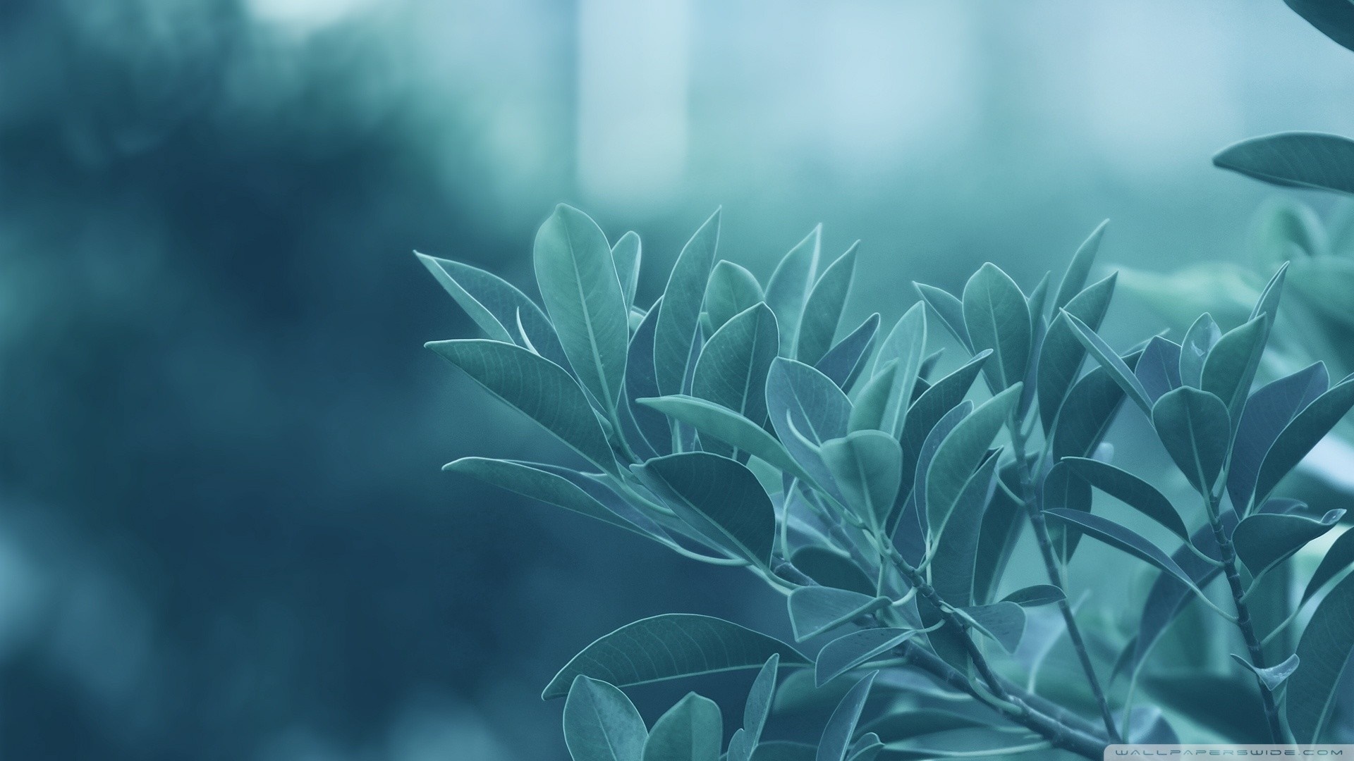 Close-up of blue-green leaves on a branch HD Wallpaper
