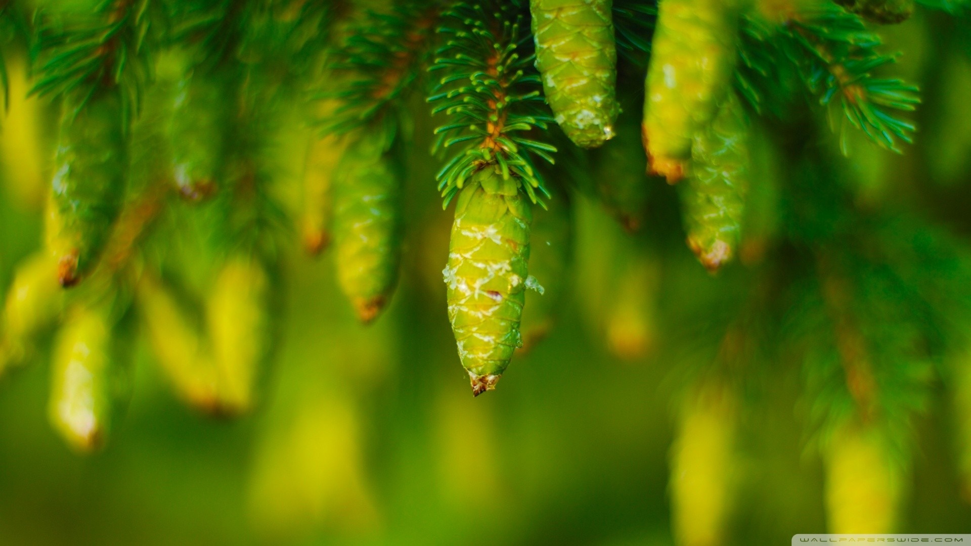 Green pine cones on a tree branch HD Wallpaper