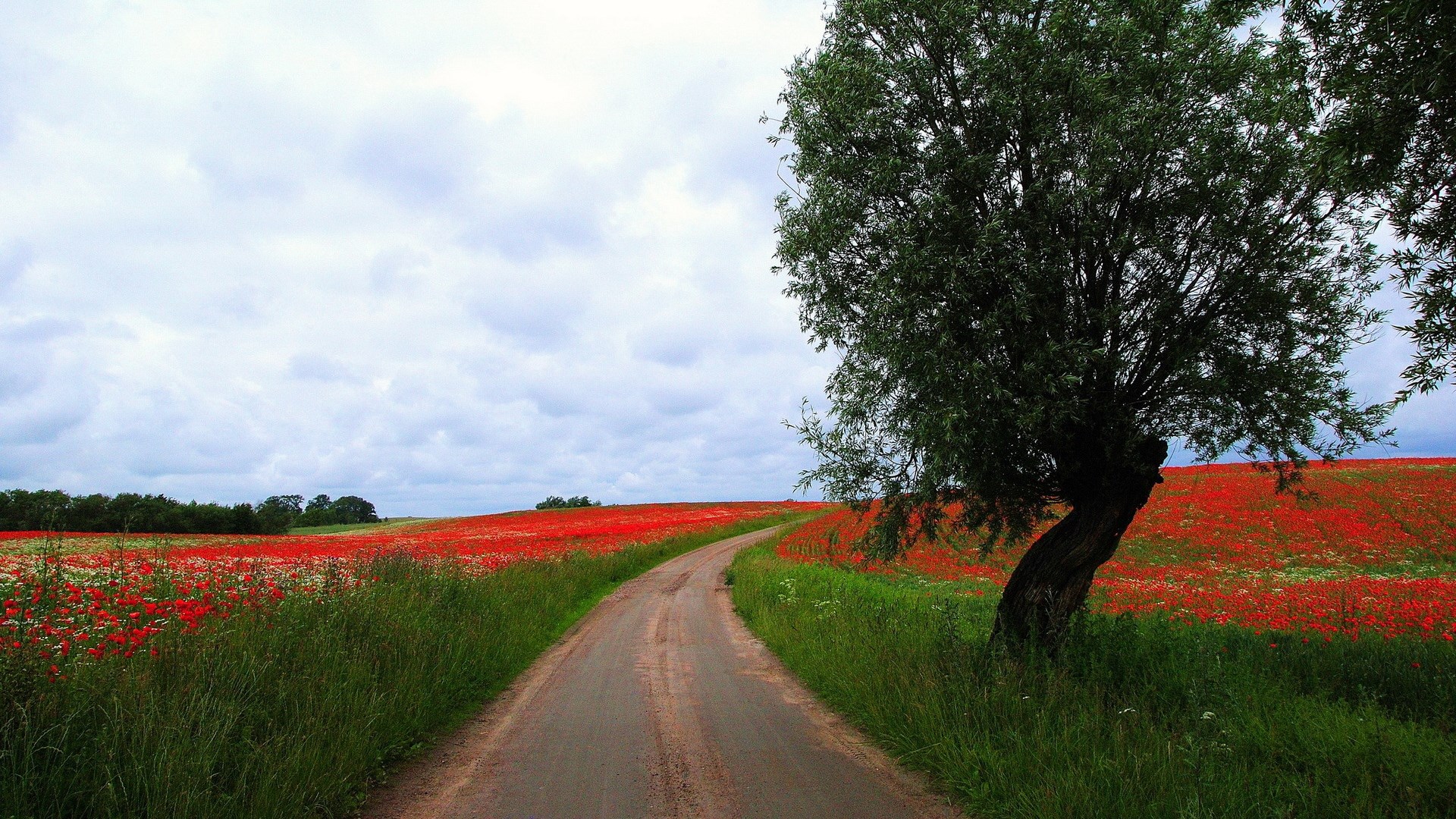Dirt road through a field of red poppies HD Wallpaper