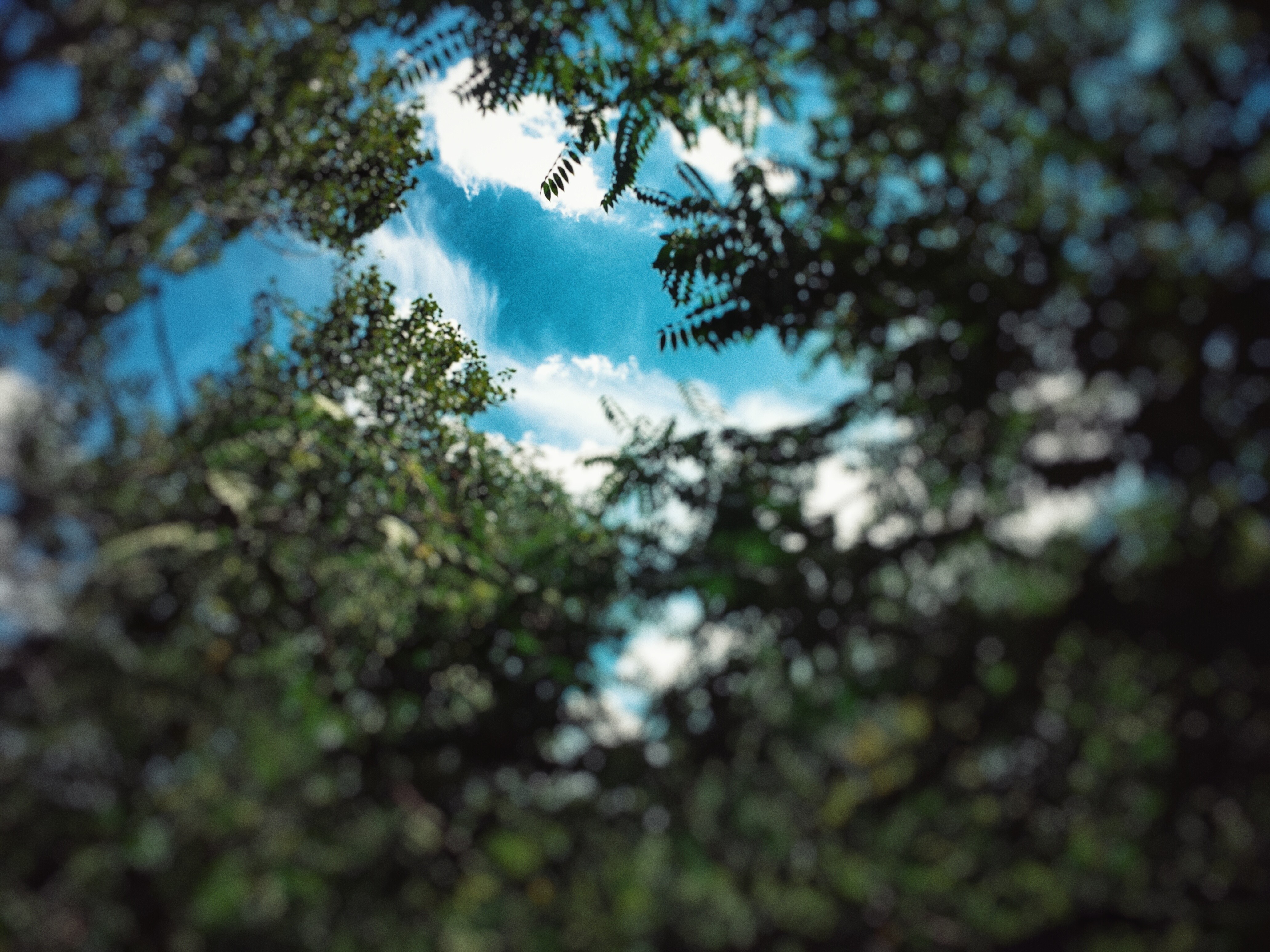 Looking up through trees at a blue sky HD Wallpaper