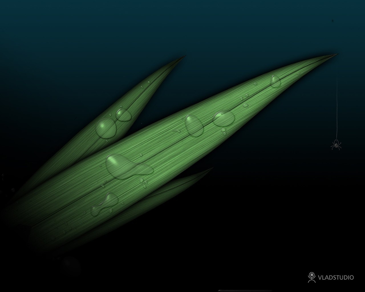 Green leaves with water drops and a spider HD Wallpaper