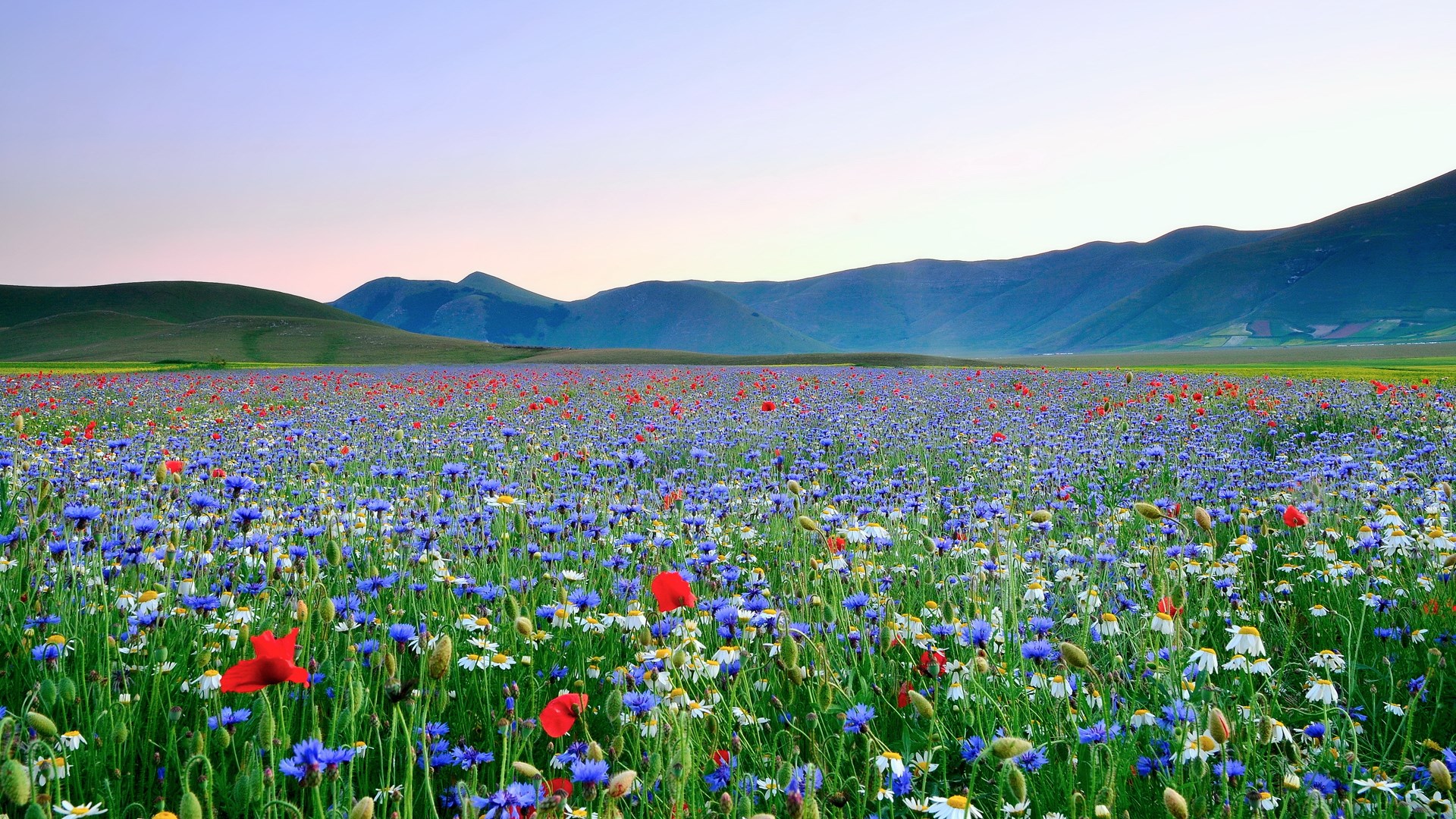 Field of wildflowers with mountains in the background HD Wallpaper