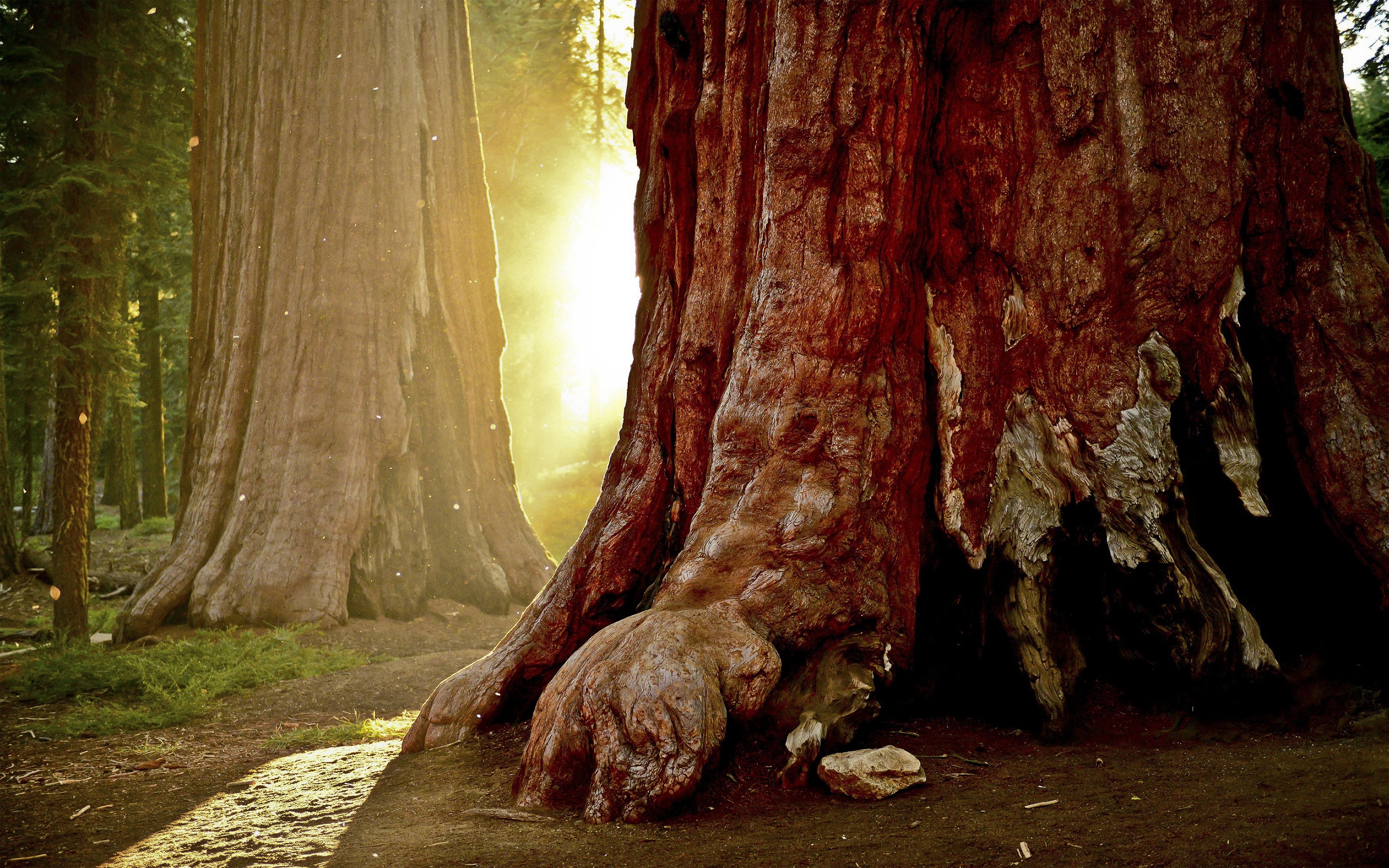 Giant redwood trees in a sunlit forest HD Wallpaper