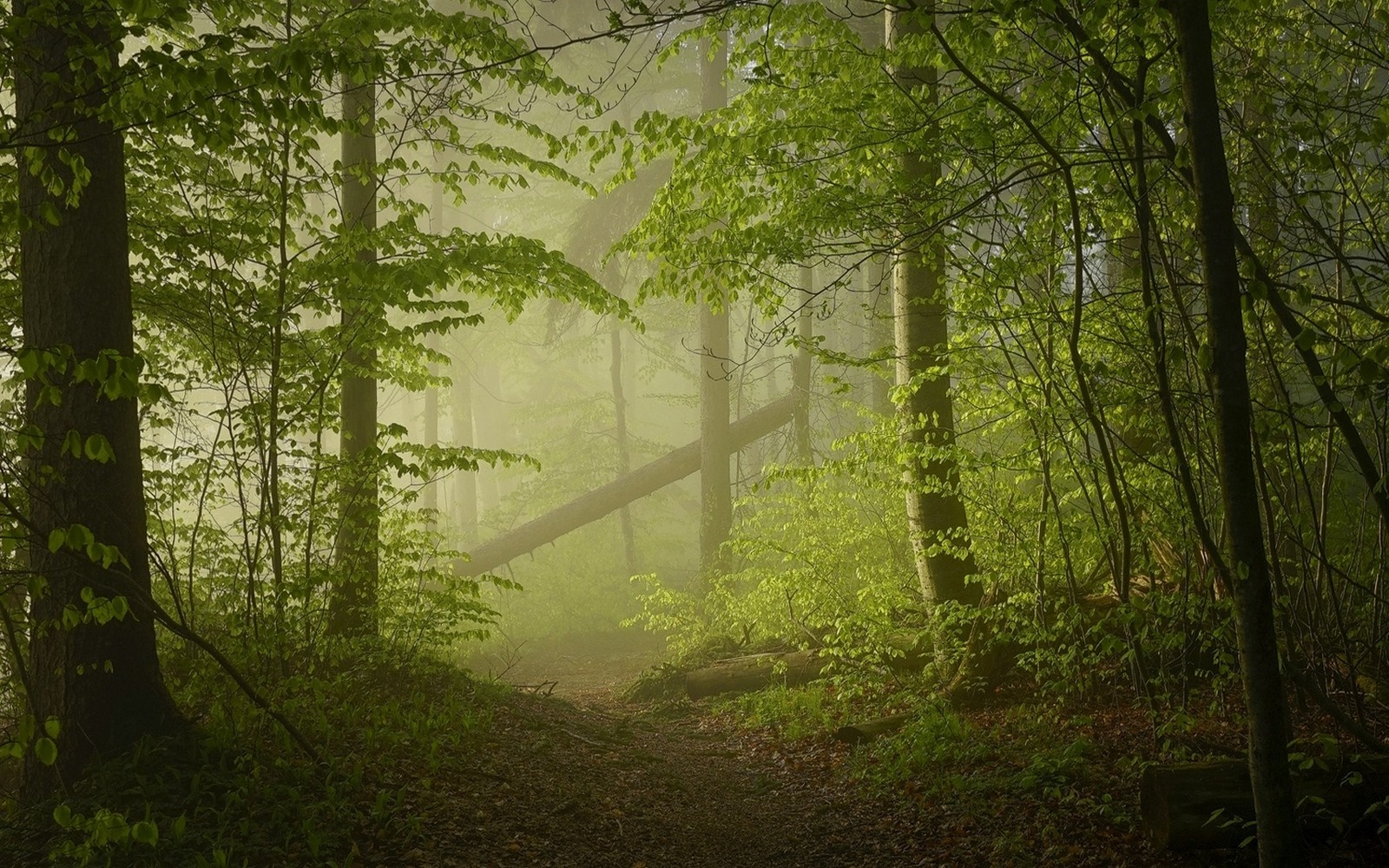 Misty forest path with sunlight filtering through trees HD Wallpaper