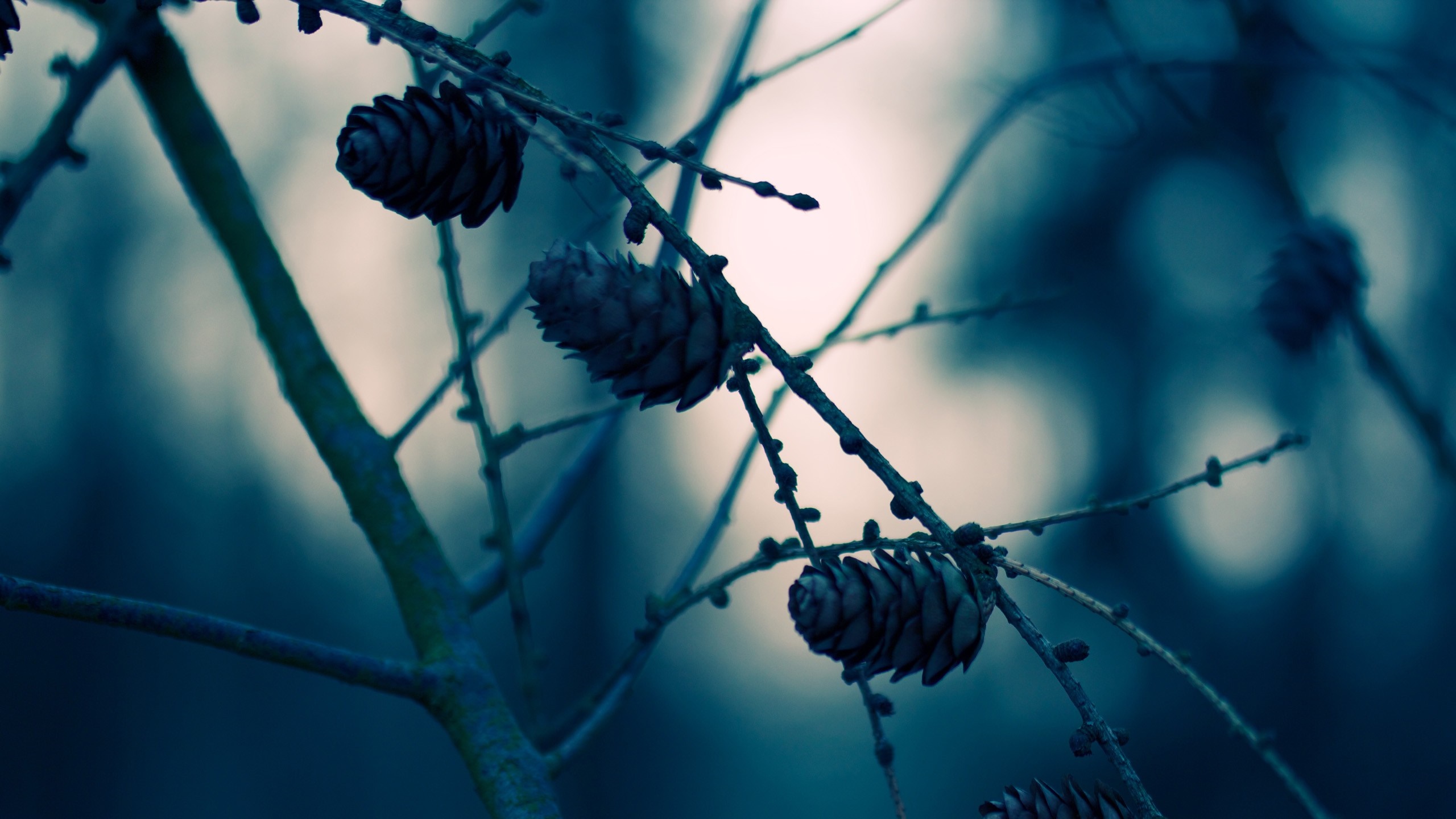 Close-up of pine cones on a tree branch HD Wallpaper