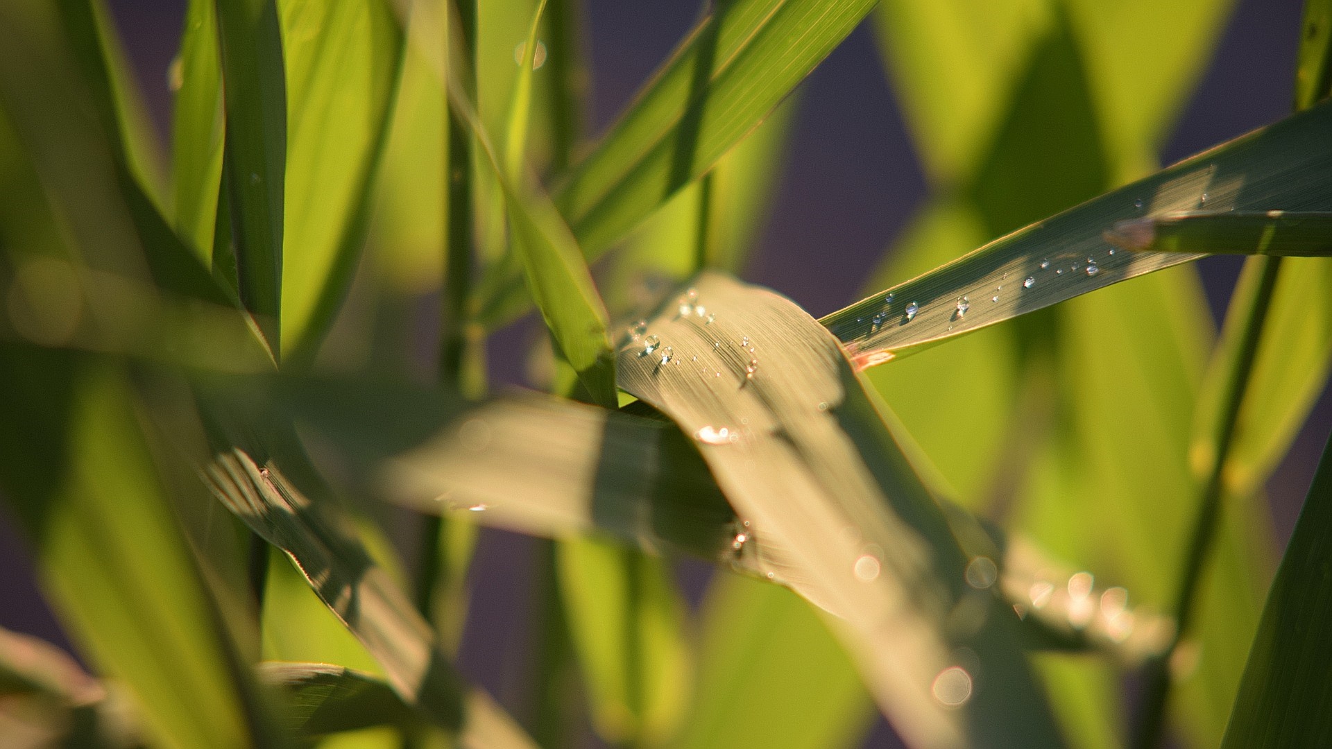 Close-up of green grass with water drops in sunlight HD Wallpaper