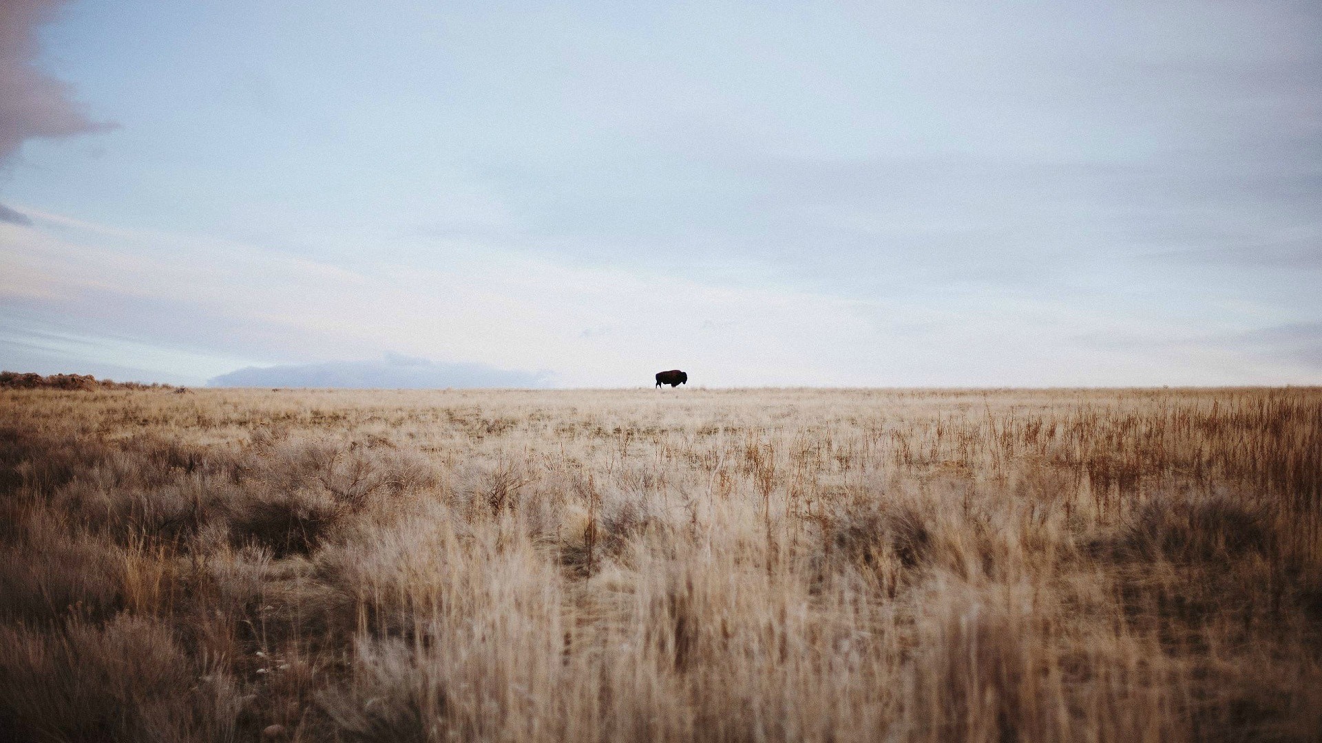 Buffalo on a vast grassy plain under a cloudy sky HD Wallpaper