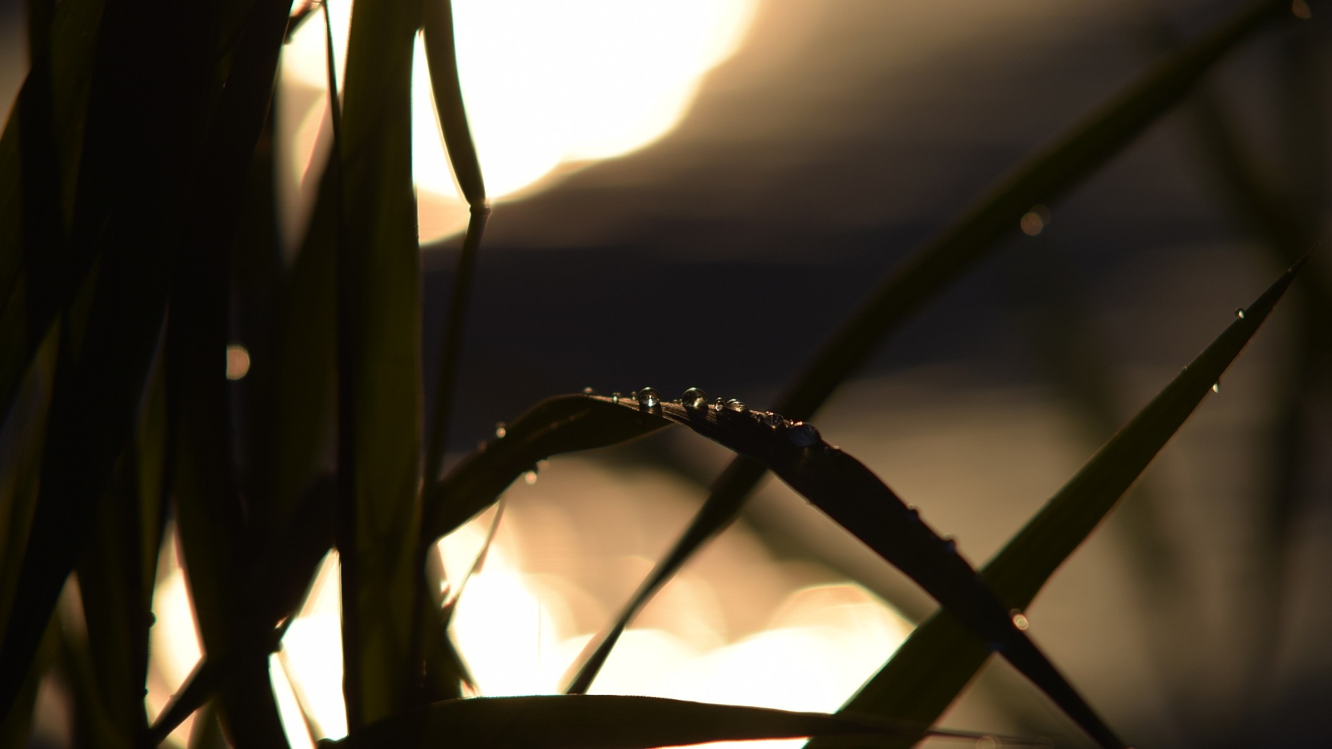 Water drops on grass blades in sunlight HD Wallpaper