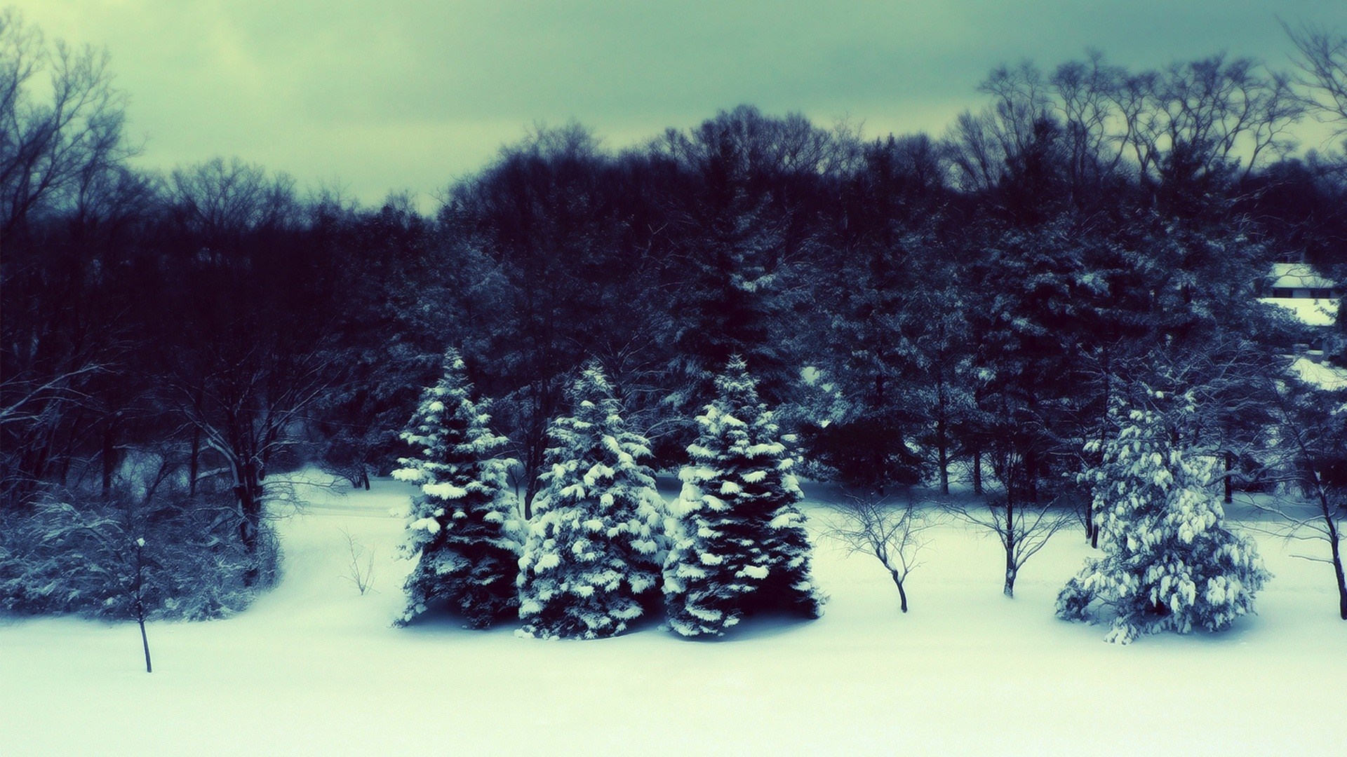 Snowy forest with evergreen trees under a cloudy sky HD Wallpaper