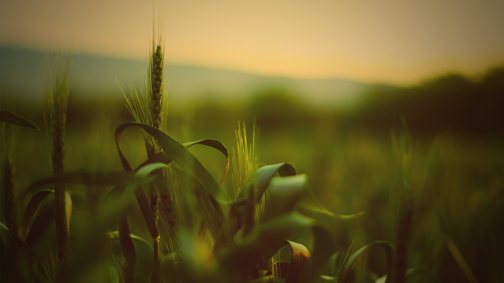 Wheat field at sunset with shallow depth of field HD Wallpaper