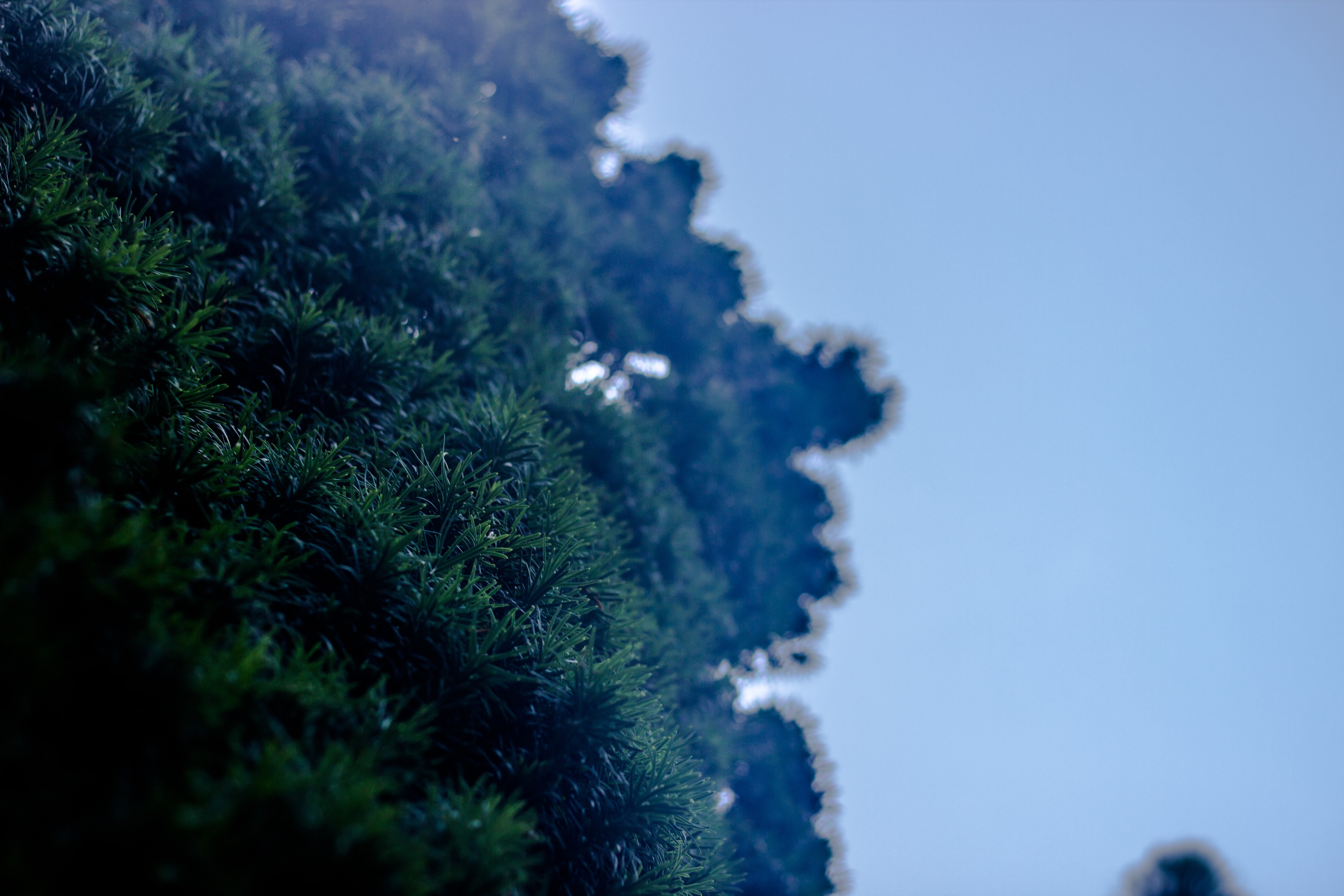 Close-up of green pine needles against a blue sky HD Wallpaper