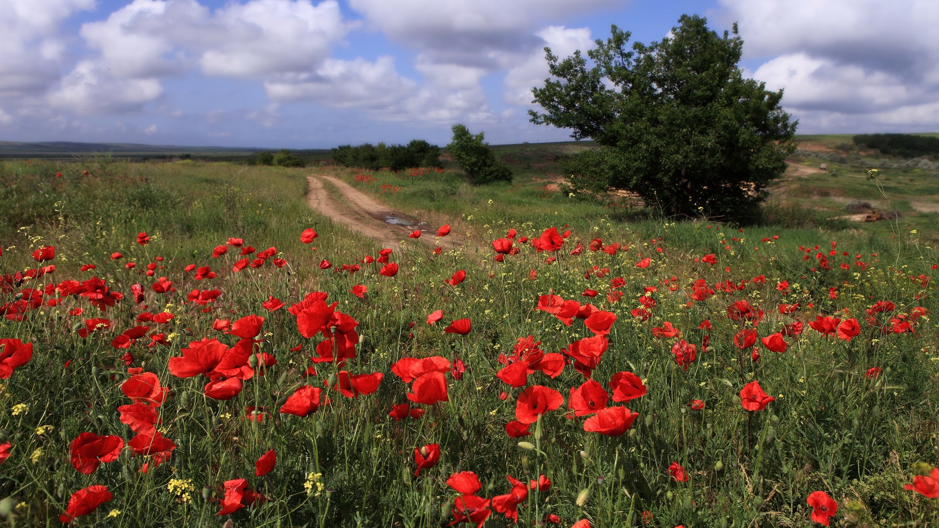 Field of red poppies with a dirt road and trees HD Wallpaper