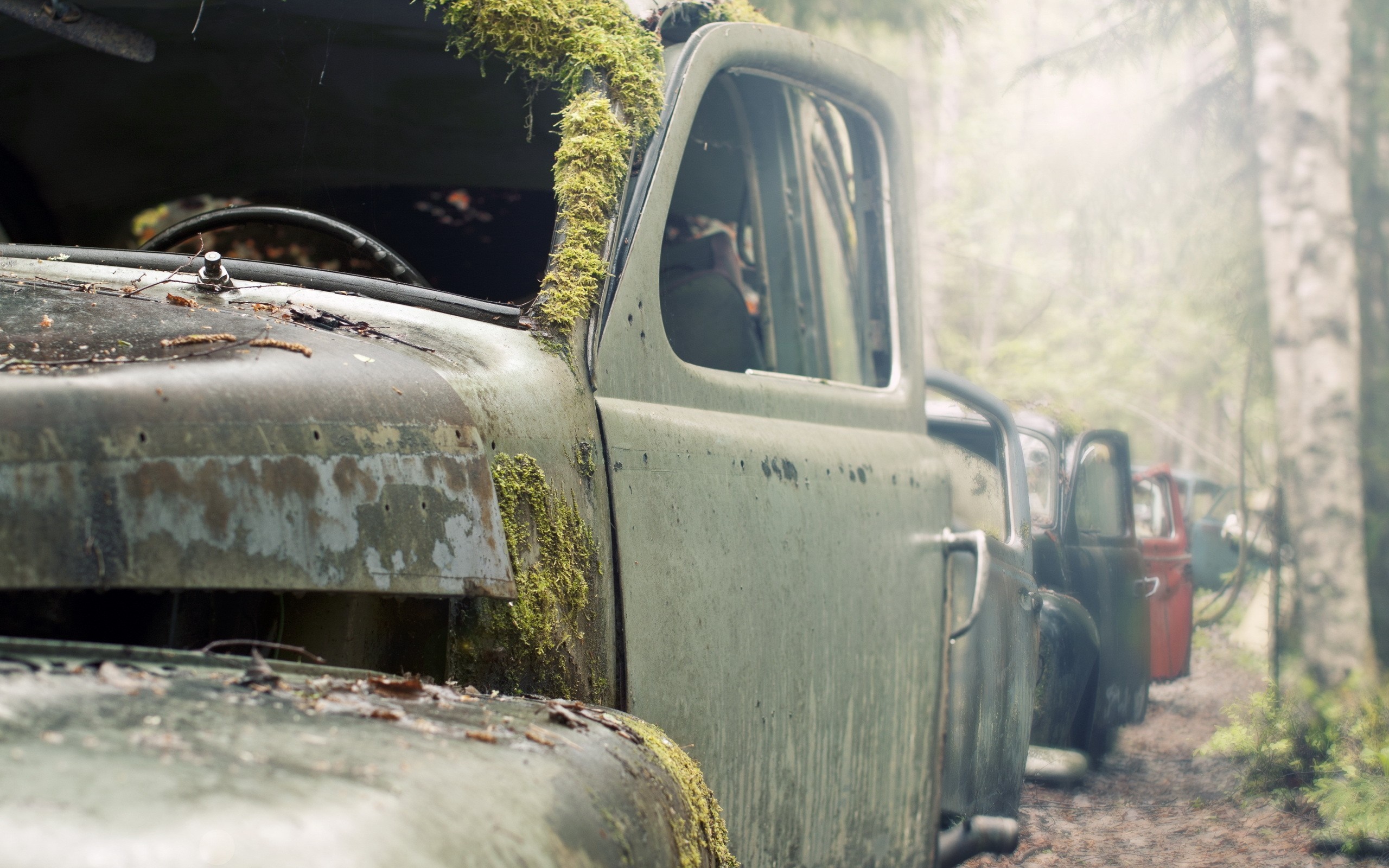 Abandoned trucks covered in moss in a forest HD Wallpaper