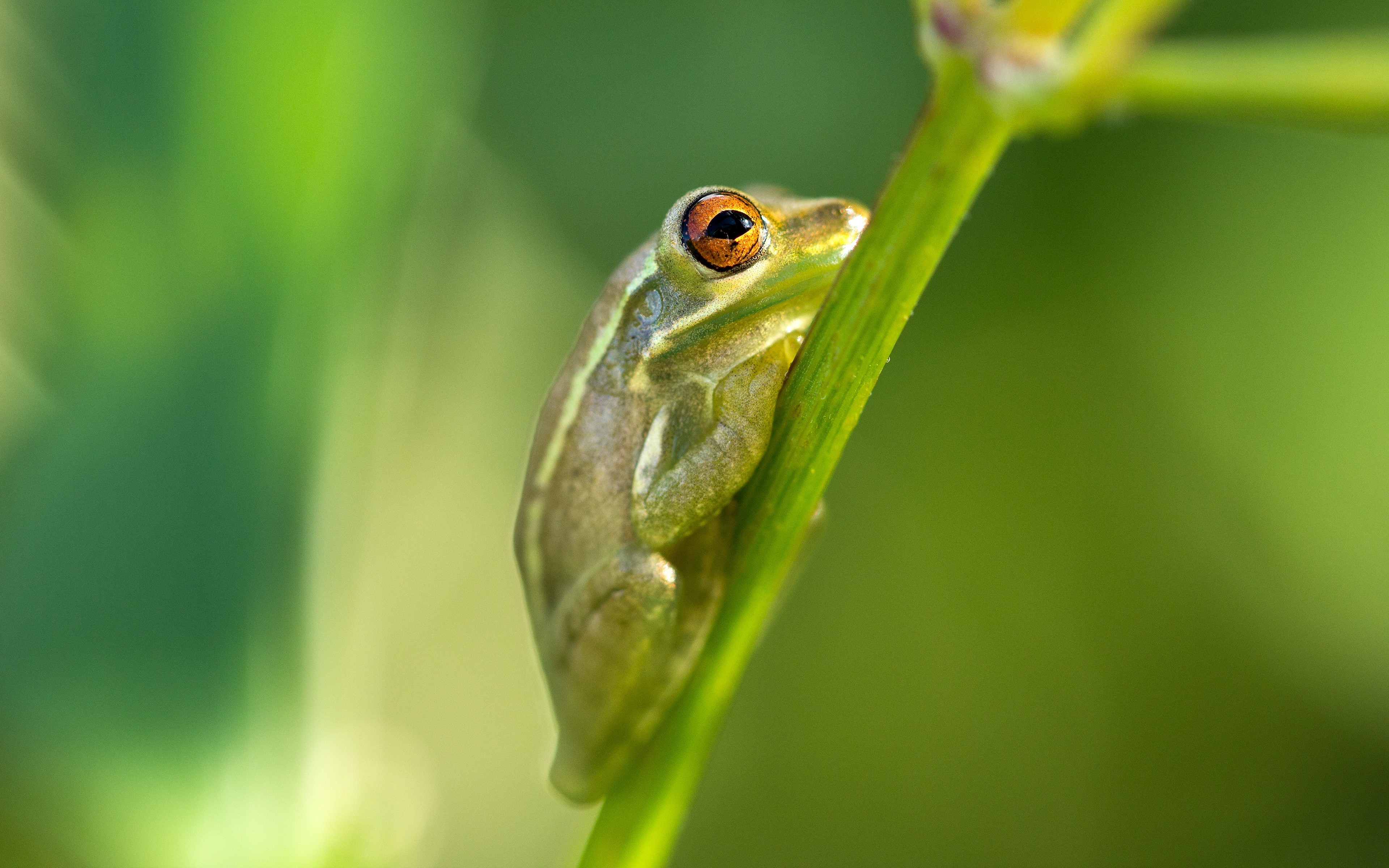 Close up of a green tree frog on a stem HD Wallpaper