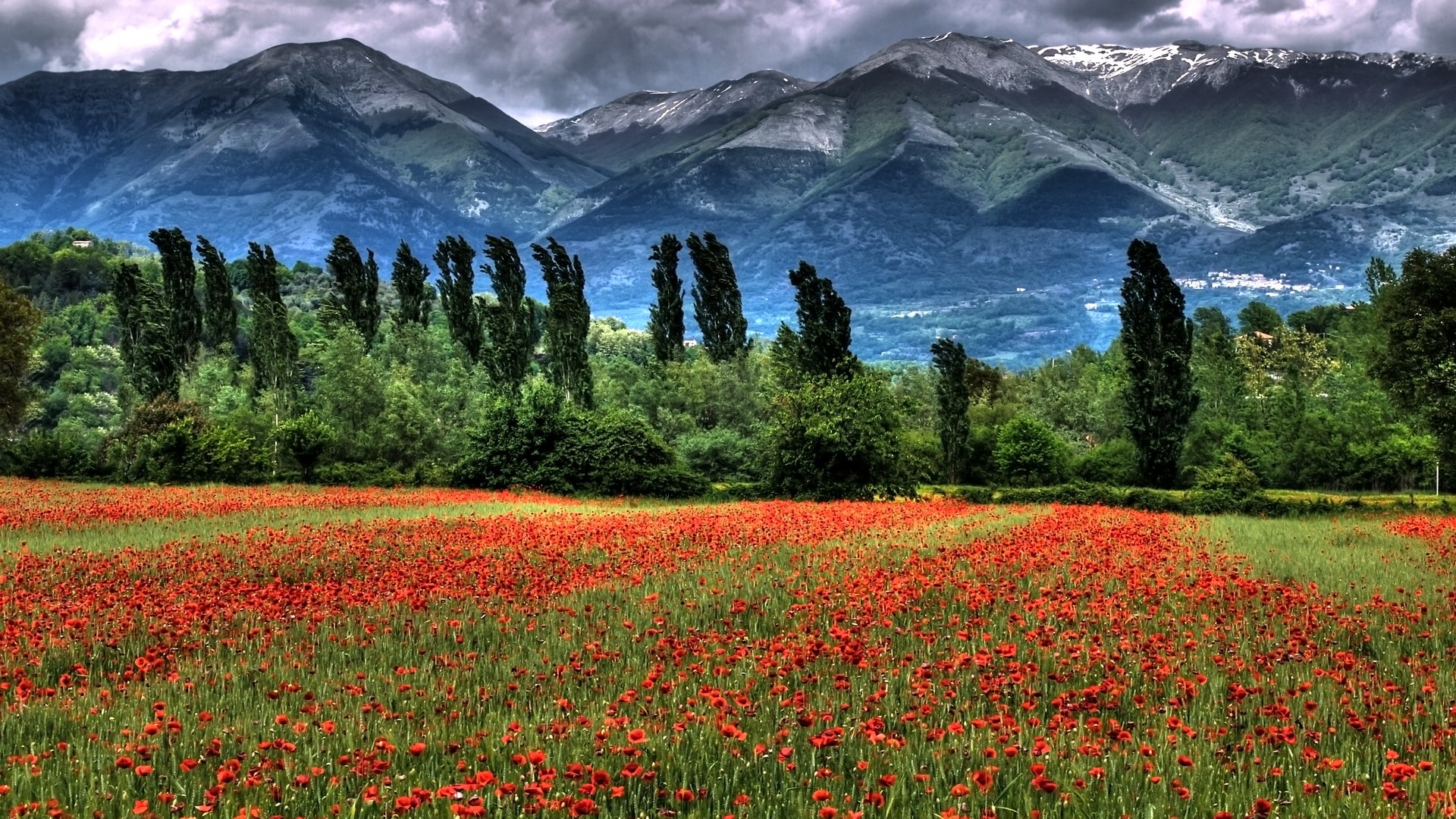 Field of poppies with mountains and trees HD Wallpaper