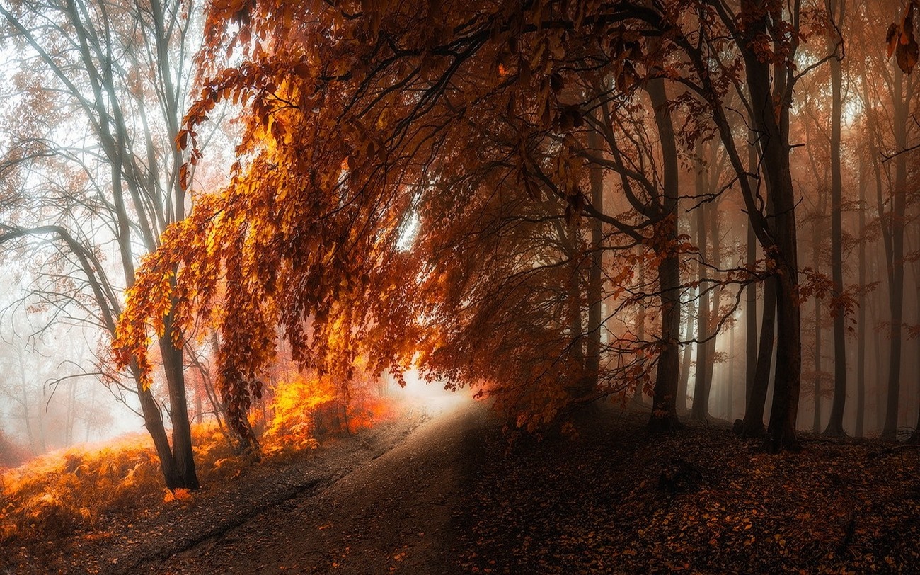Misty autumn forest with sunlight filtering through orange leaves HD Wallpaper