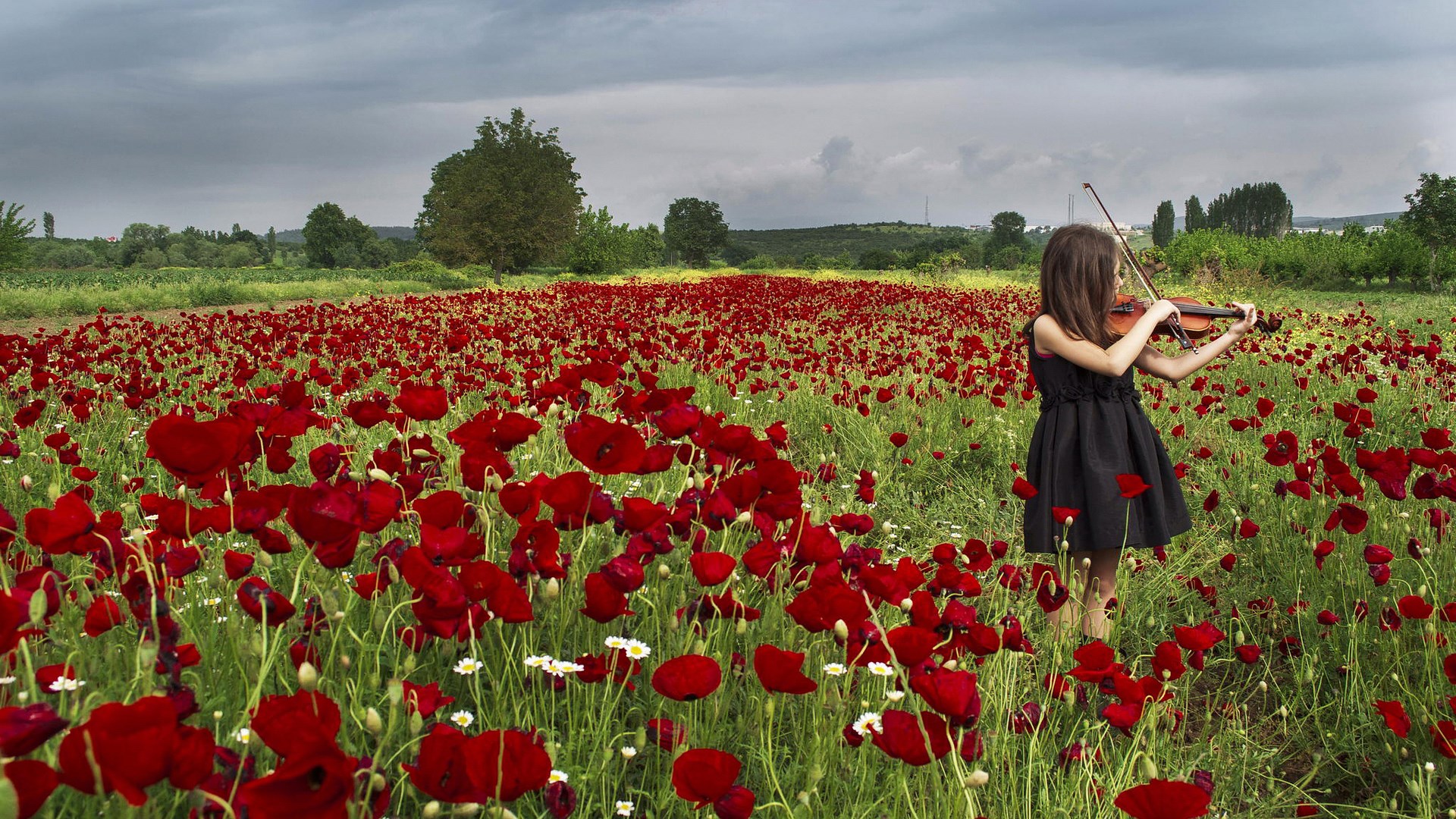 Girl playing violin in a field of poppies HD Wallpaper