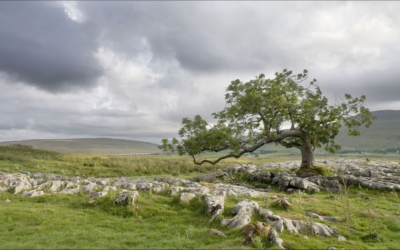Lone tree on rocky ground with distant bridge HD Wallpaper