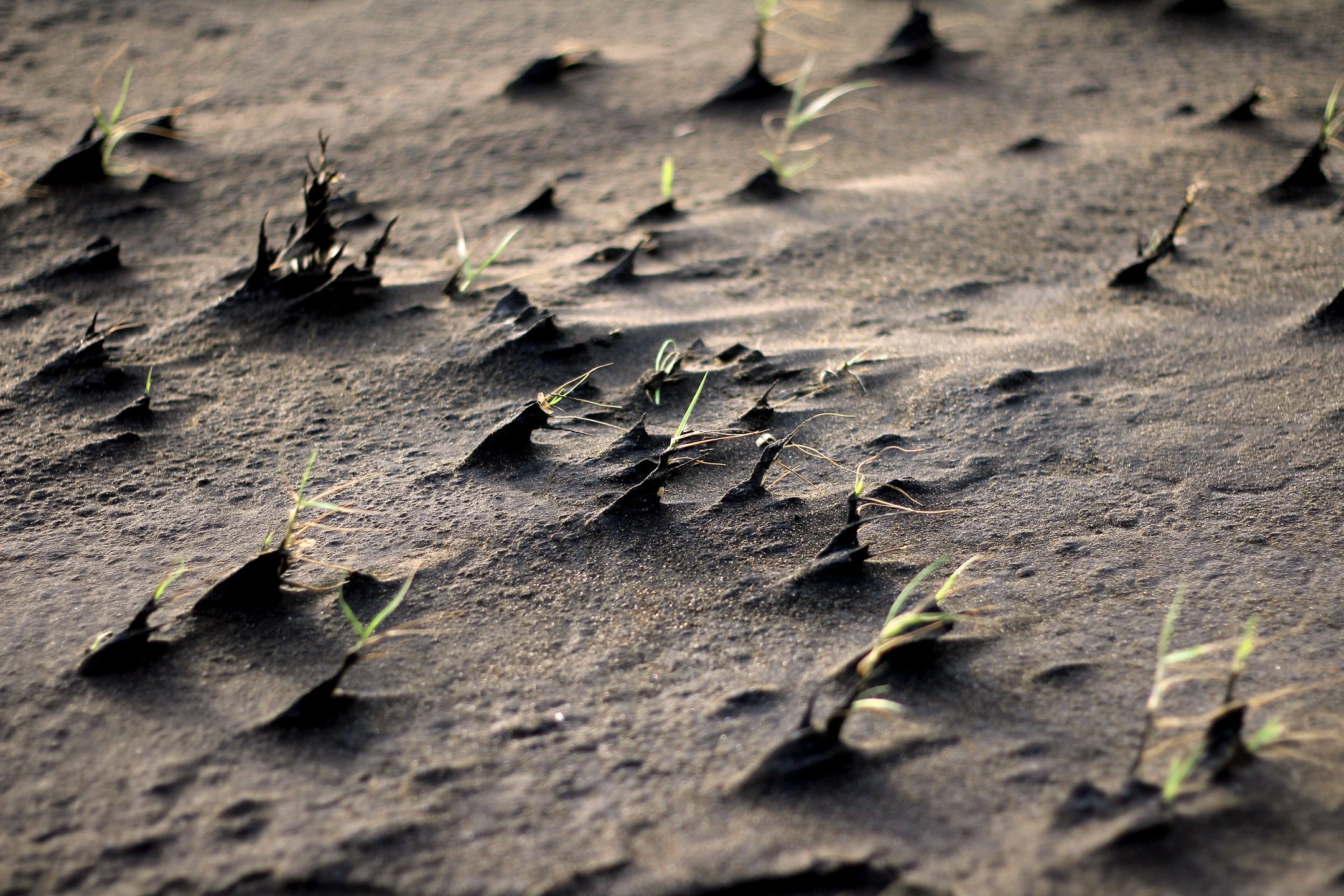 Close up of grass growing from sand dunes HD Wallpaper