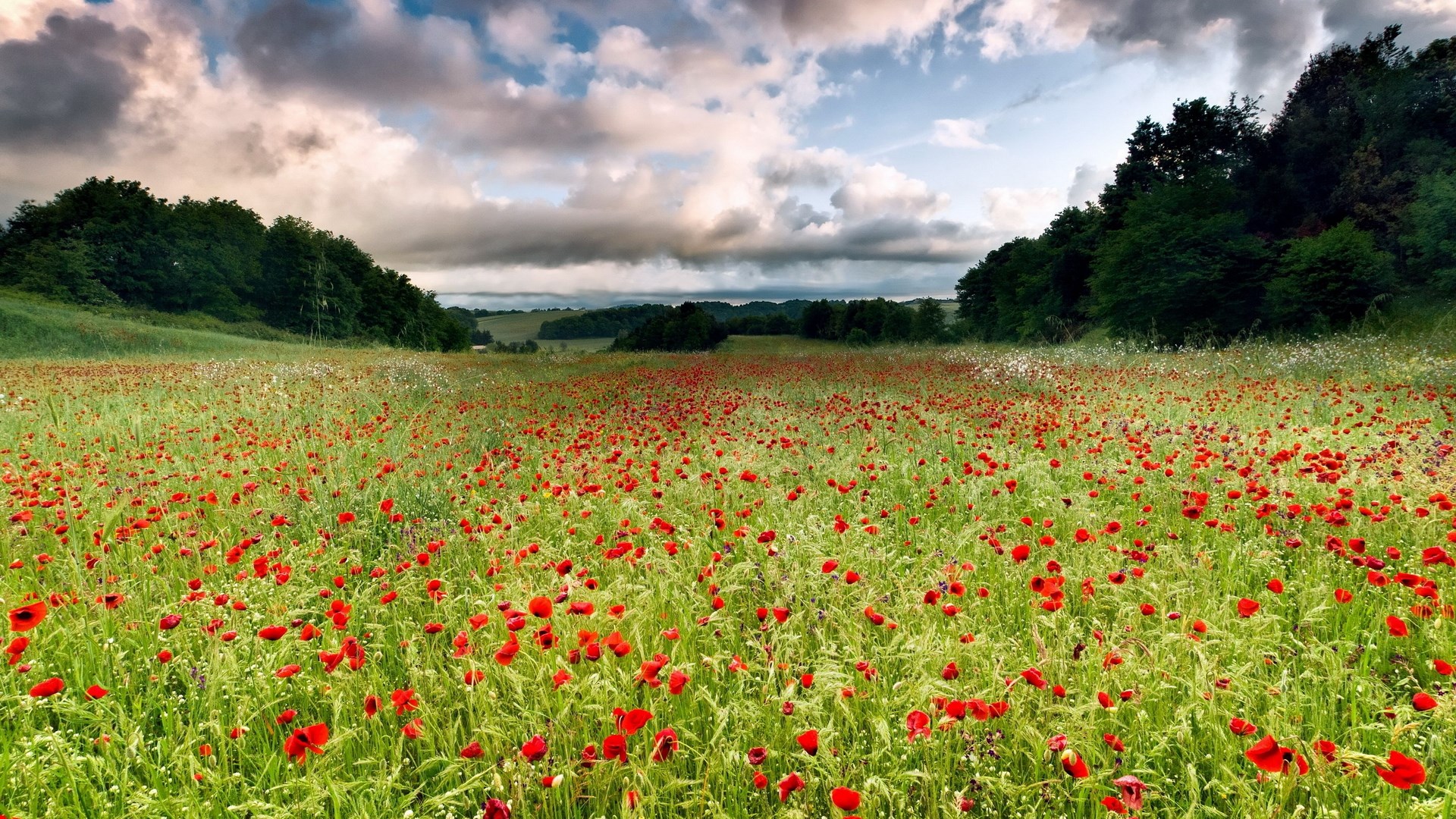 Field of red poppies under a cloudy sky HD Wallpaper