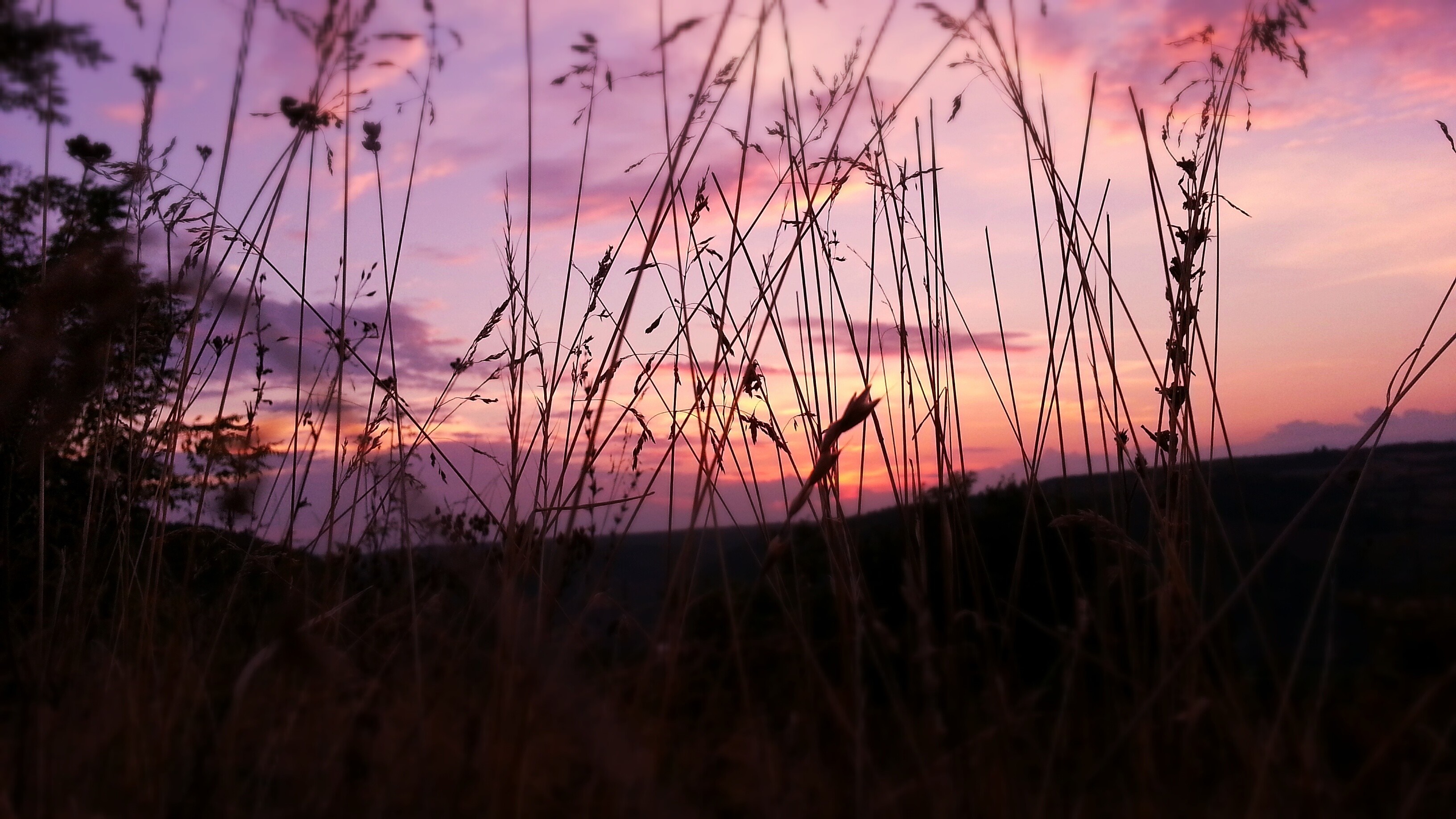 Tall grass silhouetted against a purple and pink sunset sky HD Wallpaper