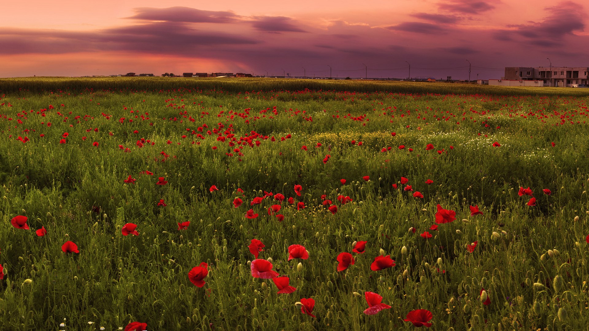 Field of red poppies at sunset HD Wallpaper