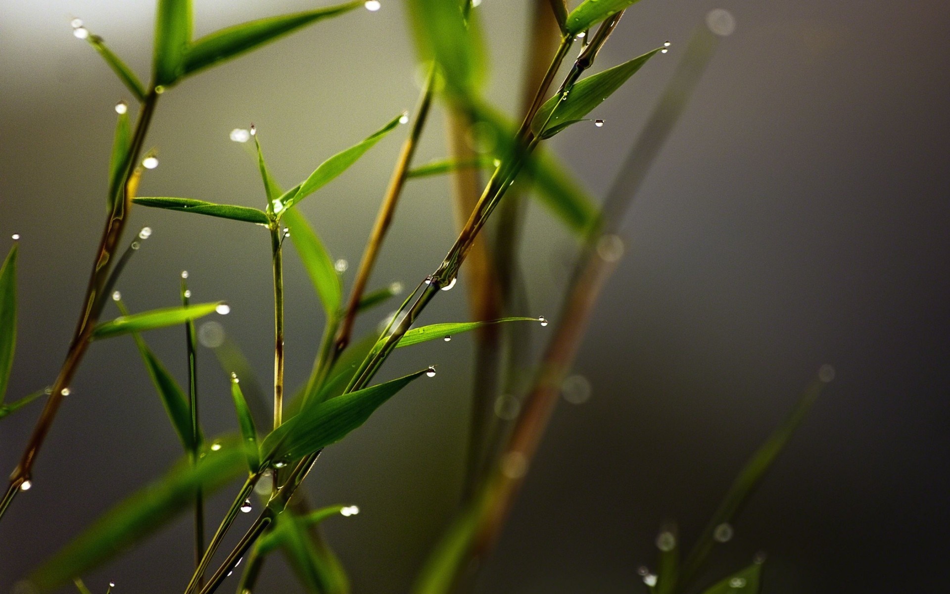 Close-up of Dew Drops on Green Bamboo Leaves HD Wallpaper