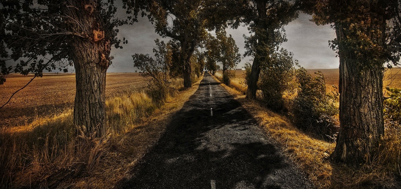 Road lined with trees in a rural landscape HD Wallpaper