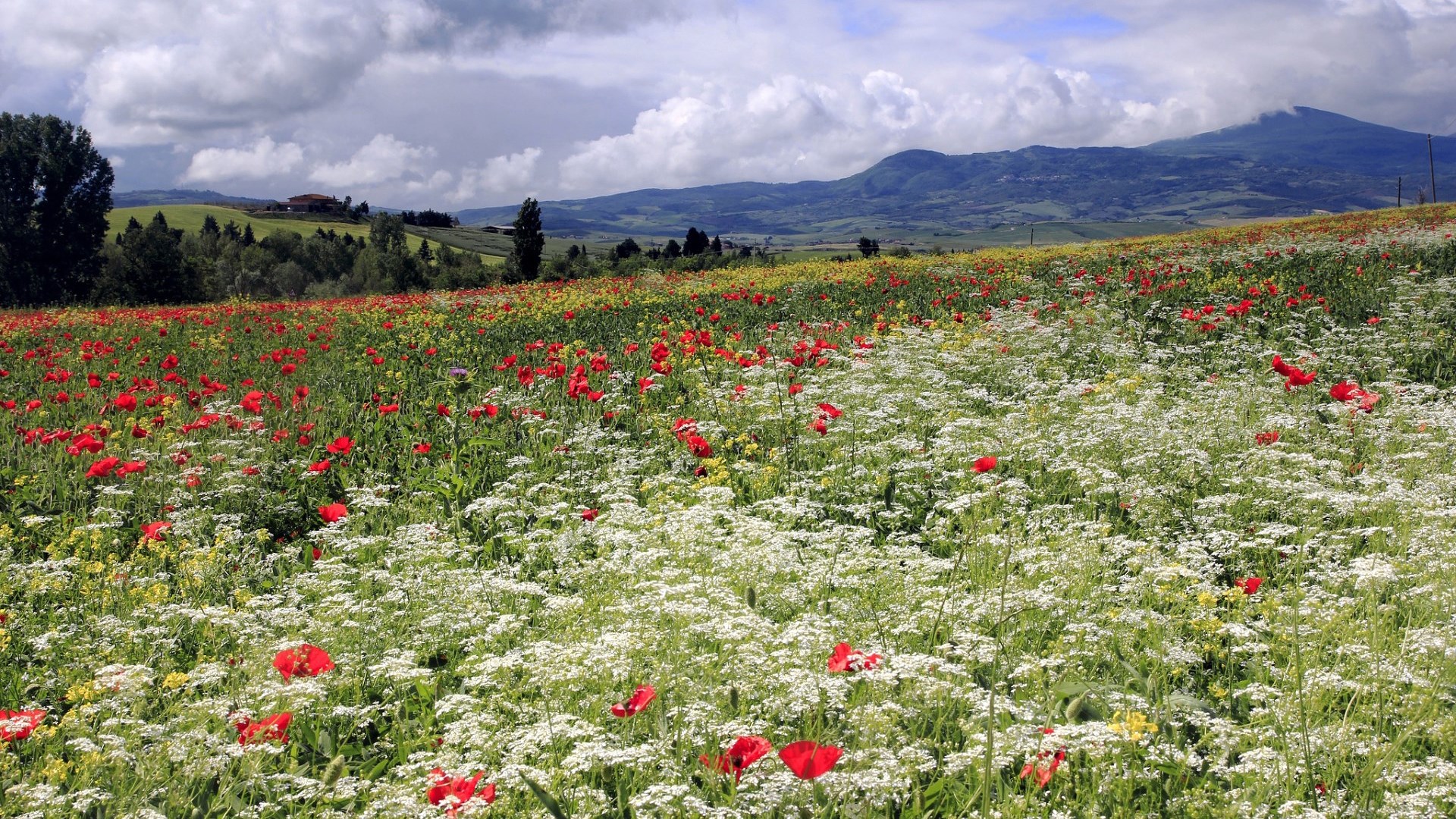 Field of red poppies and white wildflowers with rolling hills HD Wallpaper