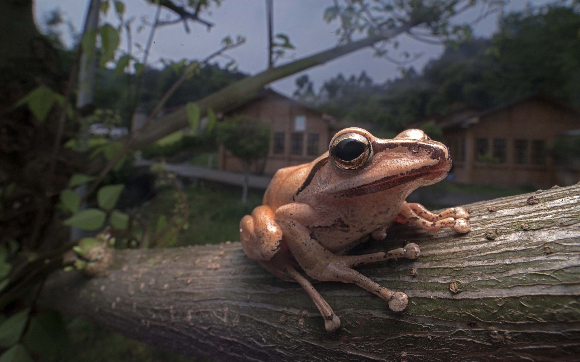 Close-up of Brown Tree Frog on Branch HD Wallpaper