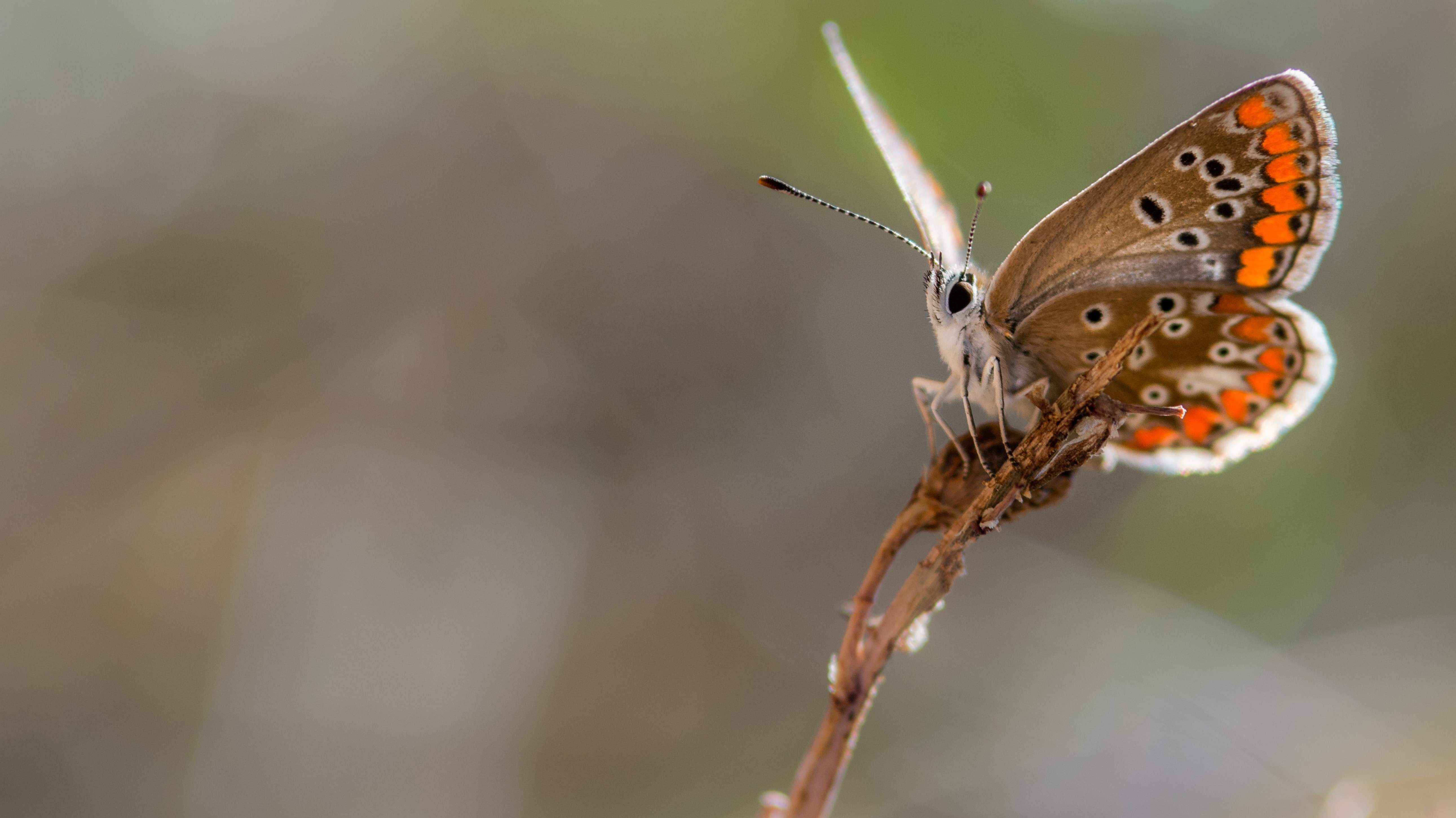Close-up of a brown butterfly with orange spots on a plant stem HD Wallpaper