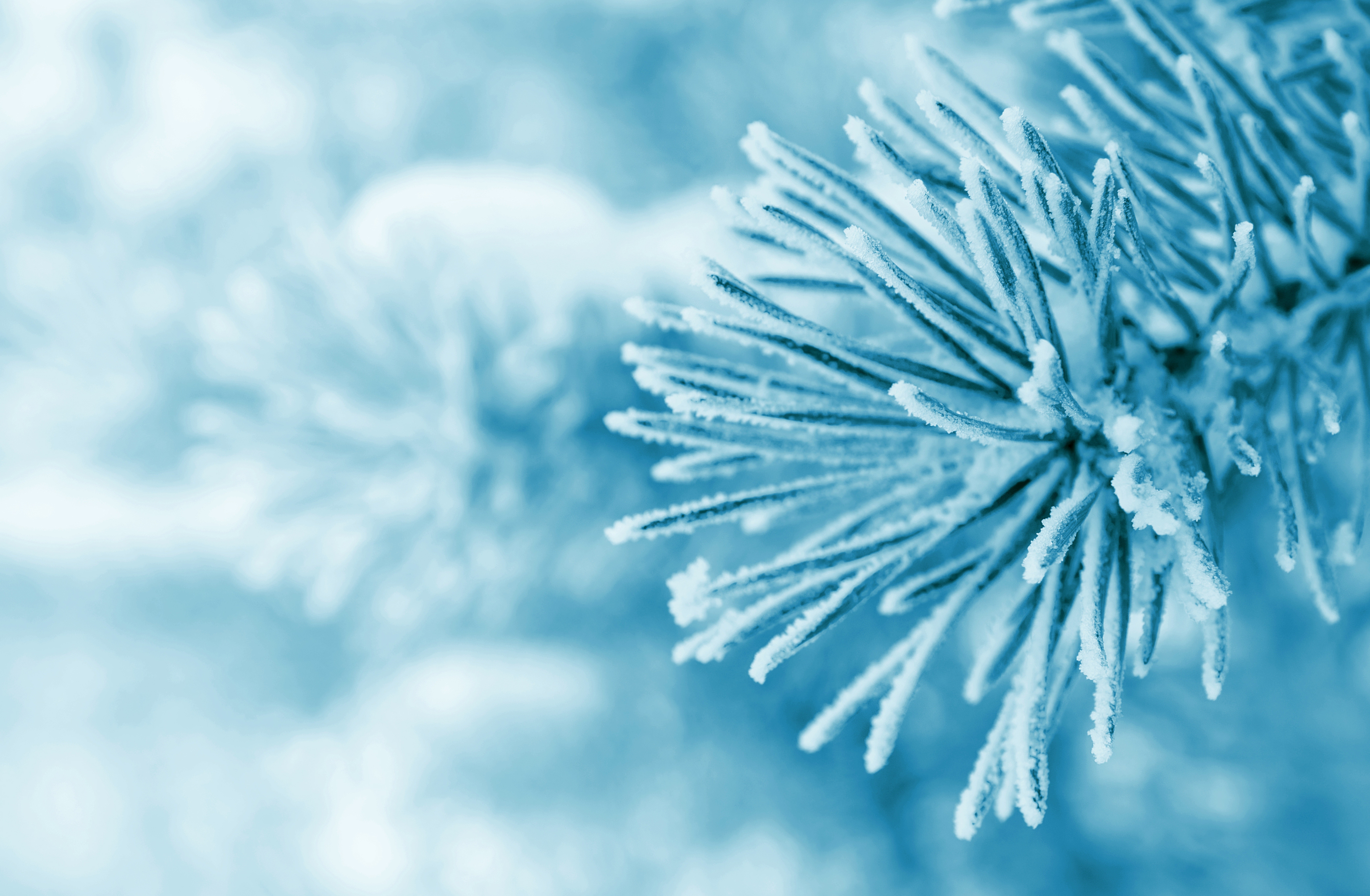 Close up of frosted pine needles in winter HD Wallpaper