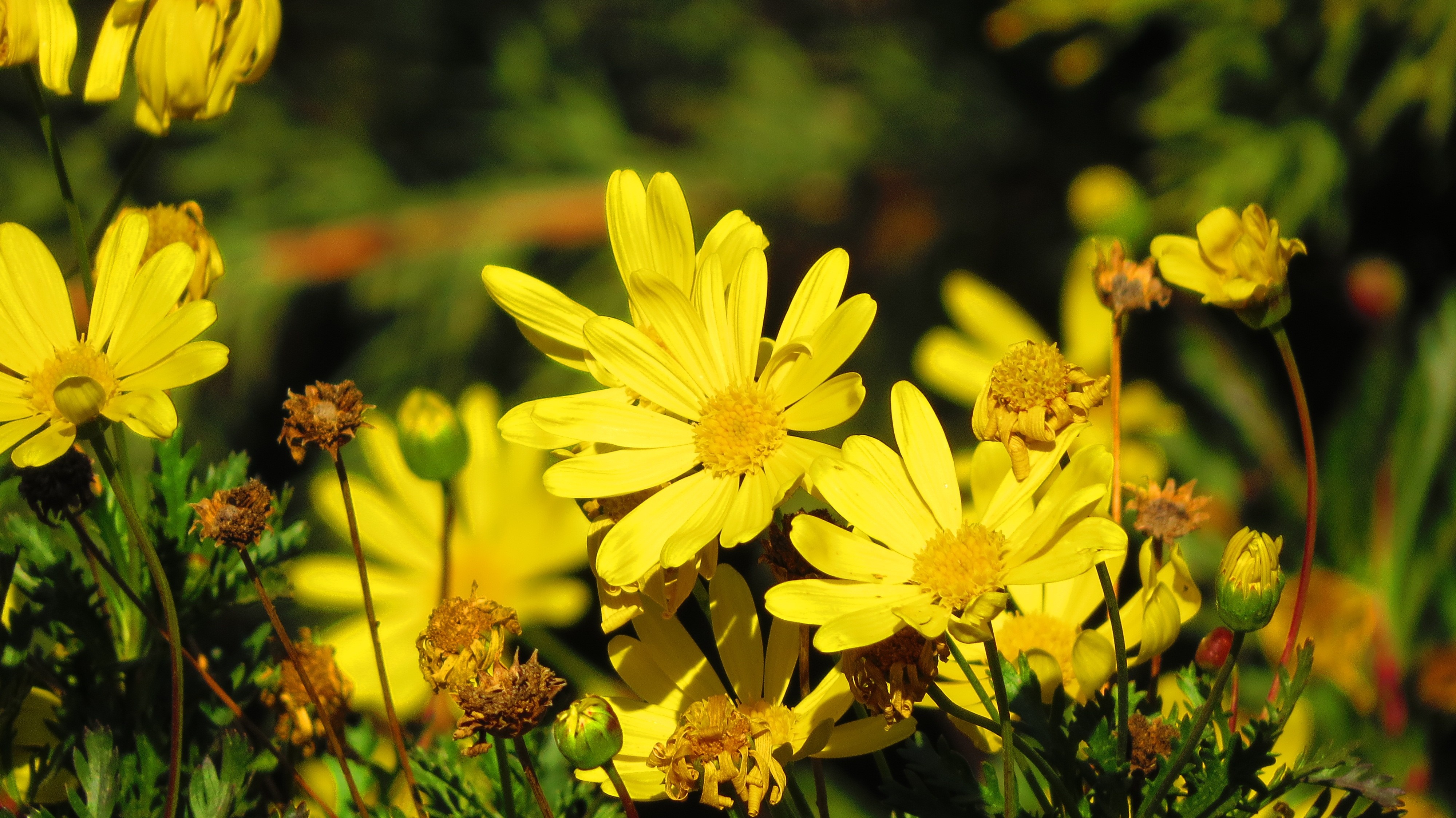 Close-up of bright yellow daisy-like flowers in sunlight HD Wallpaper